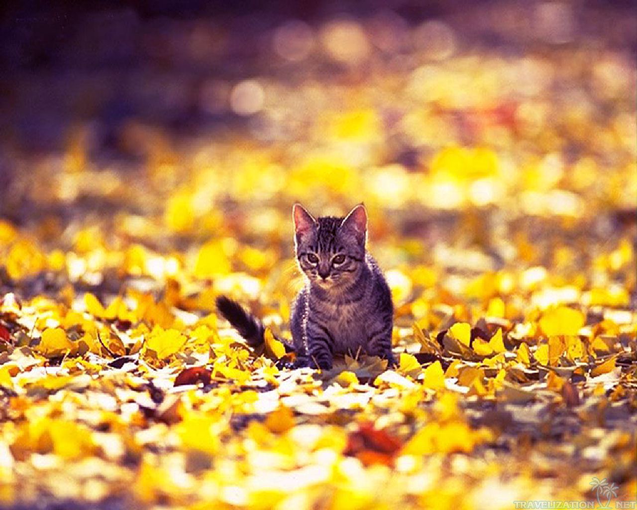 Autumn Cat Wallpapers