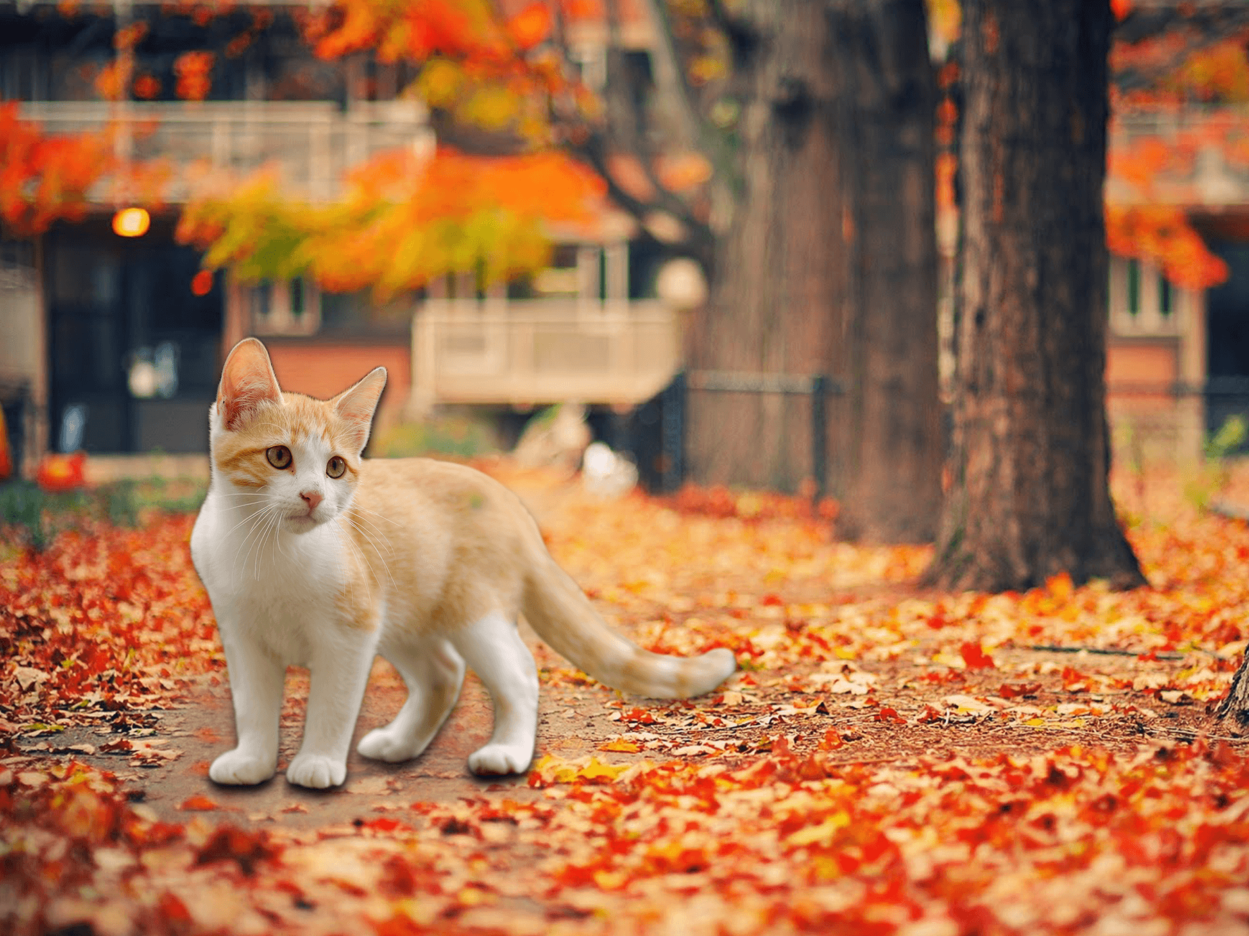 Autumn Cat Wallpapers