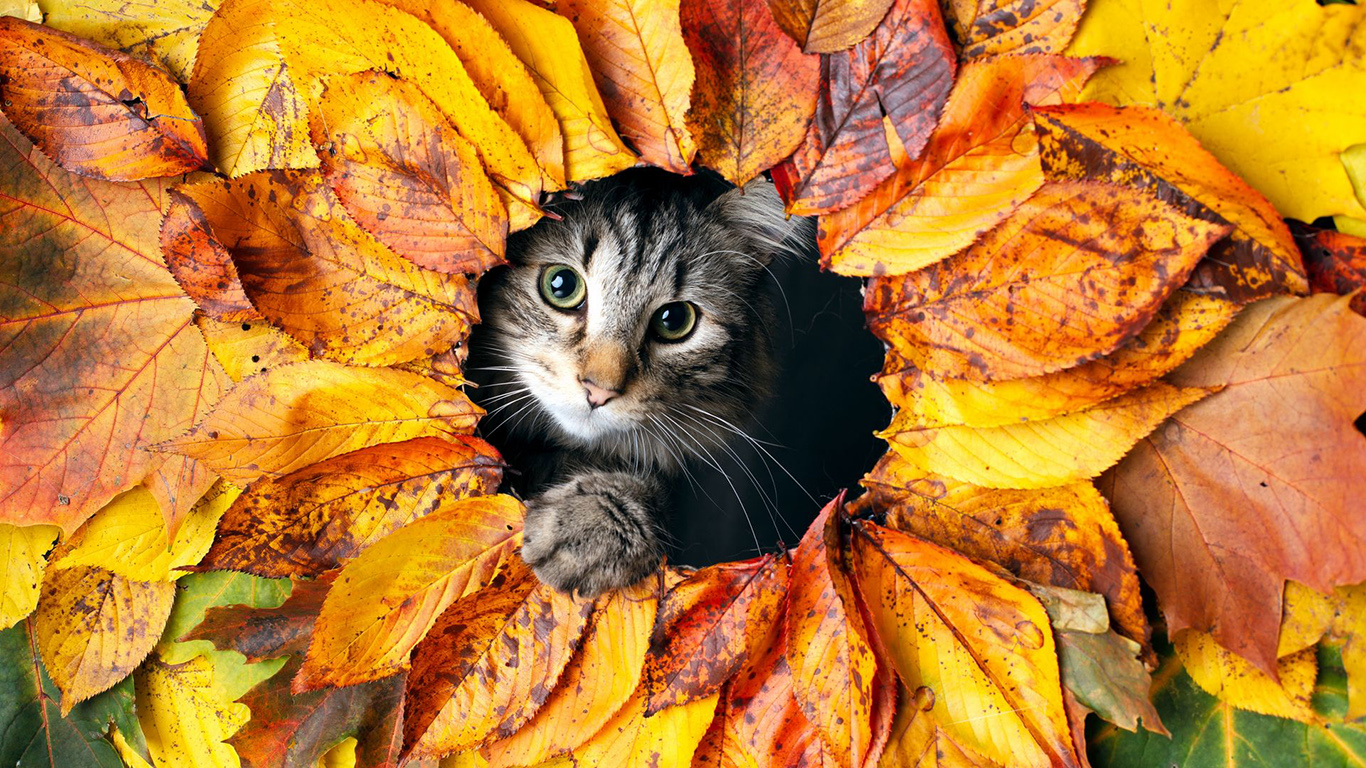 Autumn Cat Wallpapers