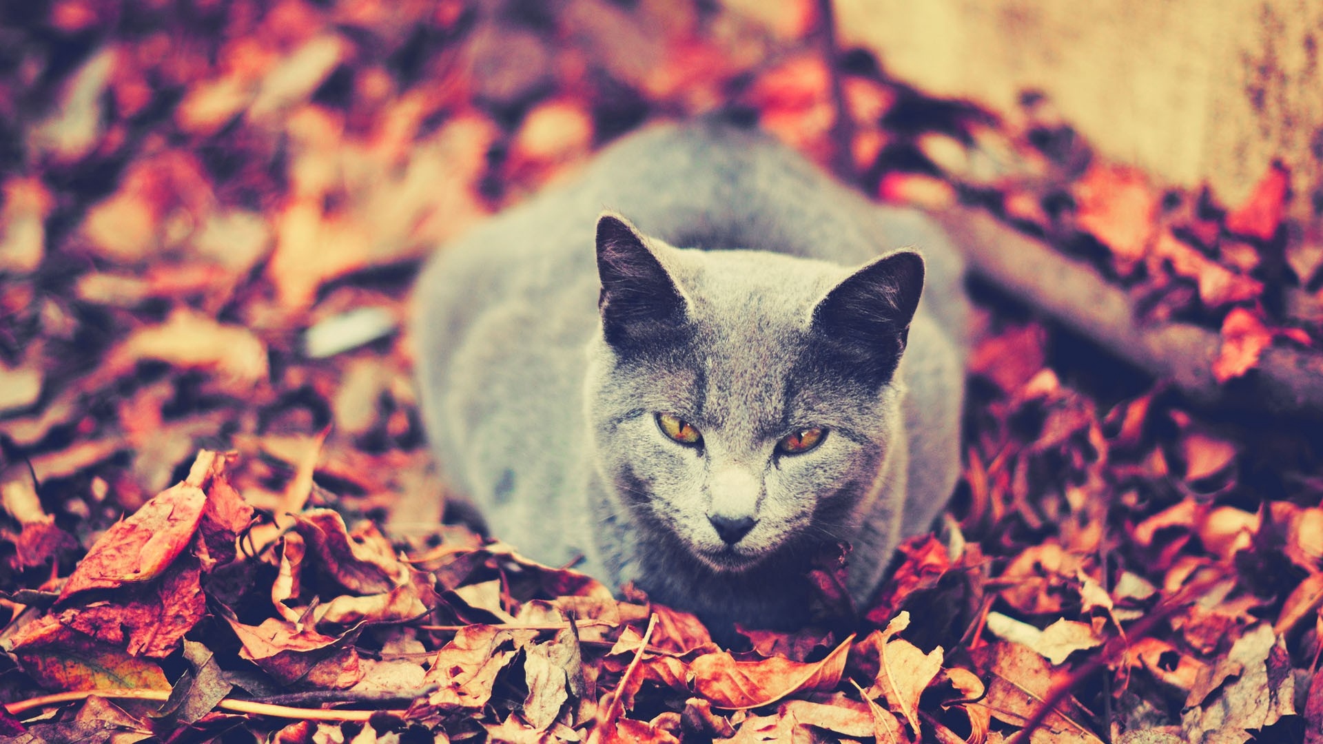 Autumn Cat Wallpapers