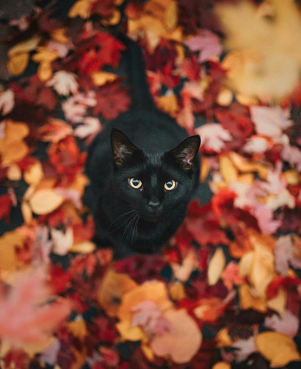 Autumn Cat Wallpapers