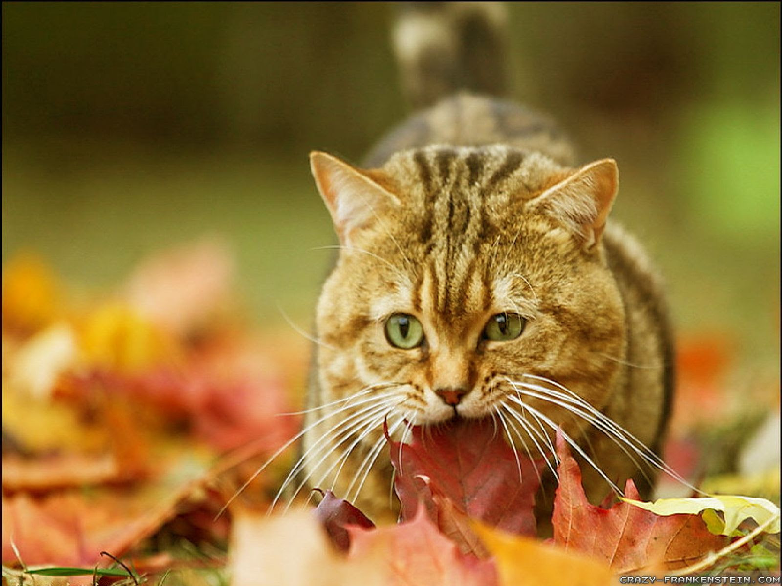 Autumn Cat Wallpapers