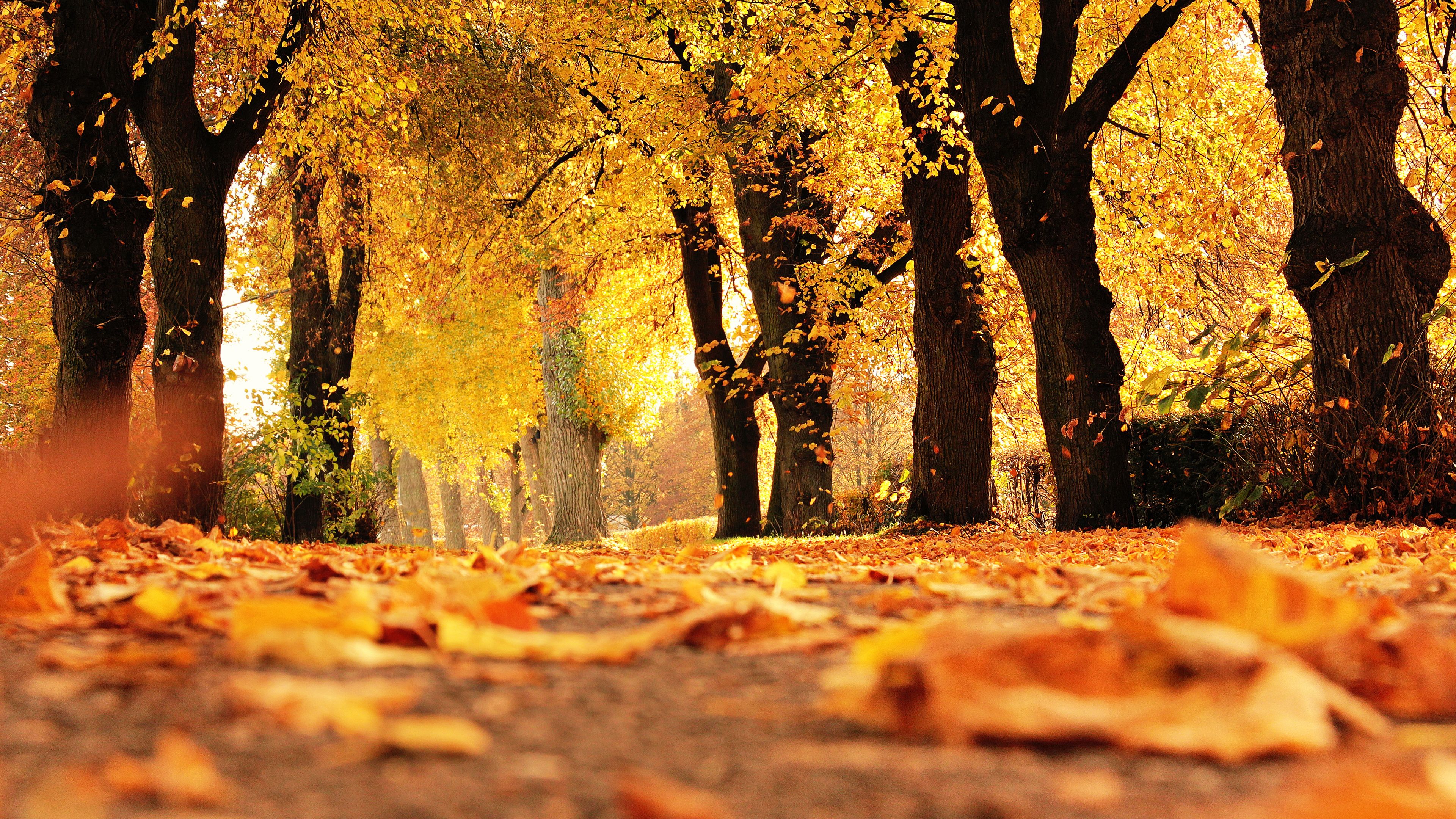 Autumn Chromebook Wallpapers