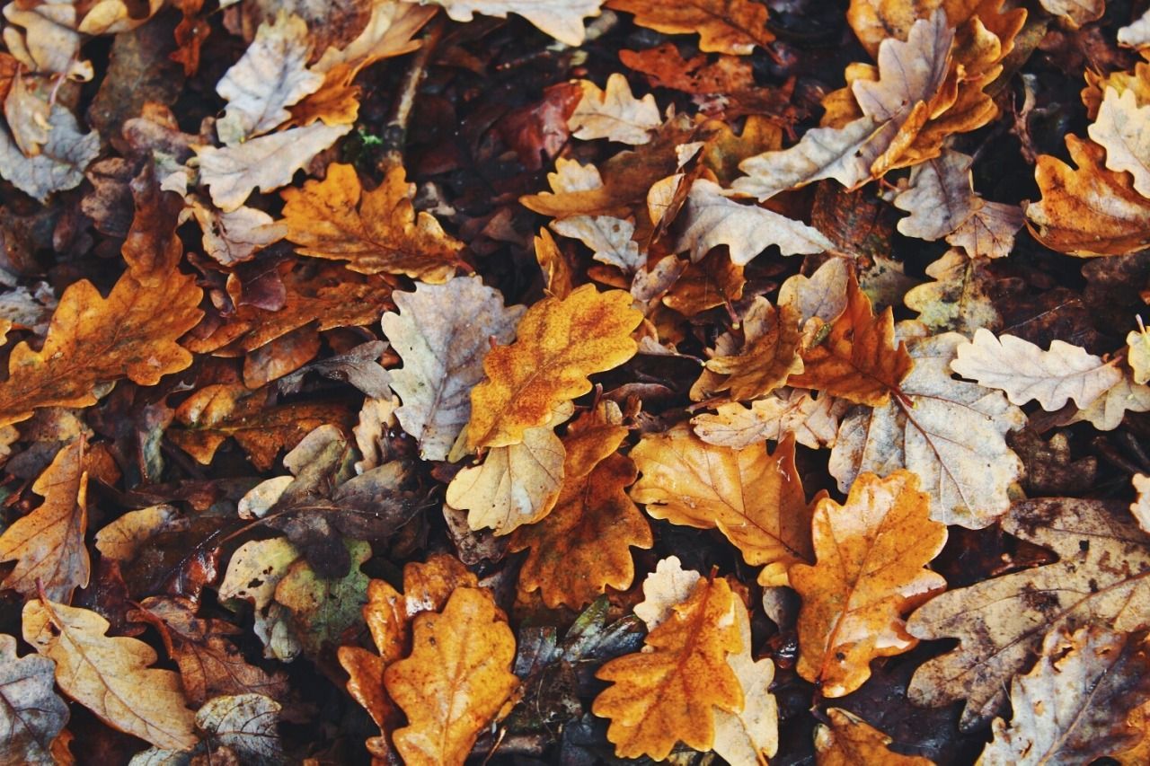 Autumn Collage Laptop Wallpapers