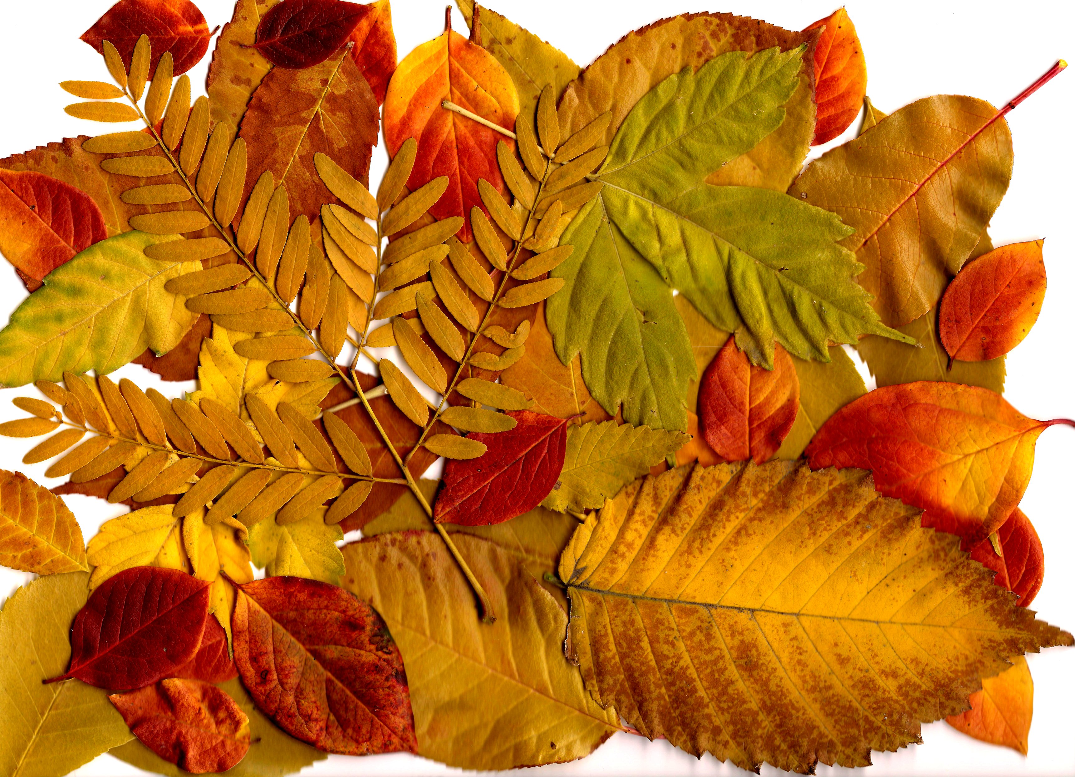 Autumn Collages Wallpapers
