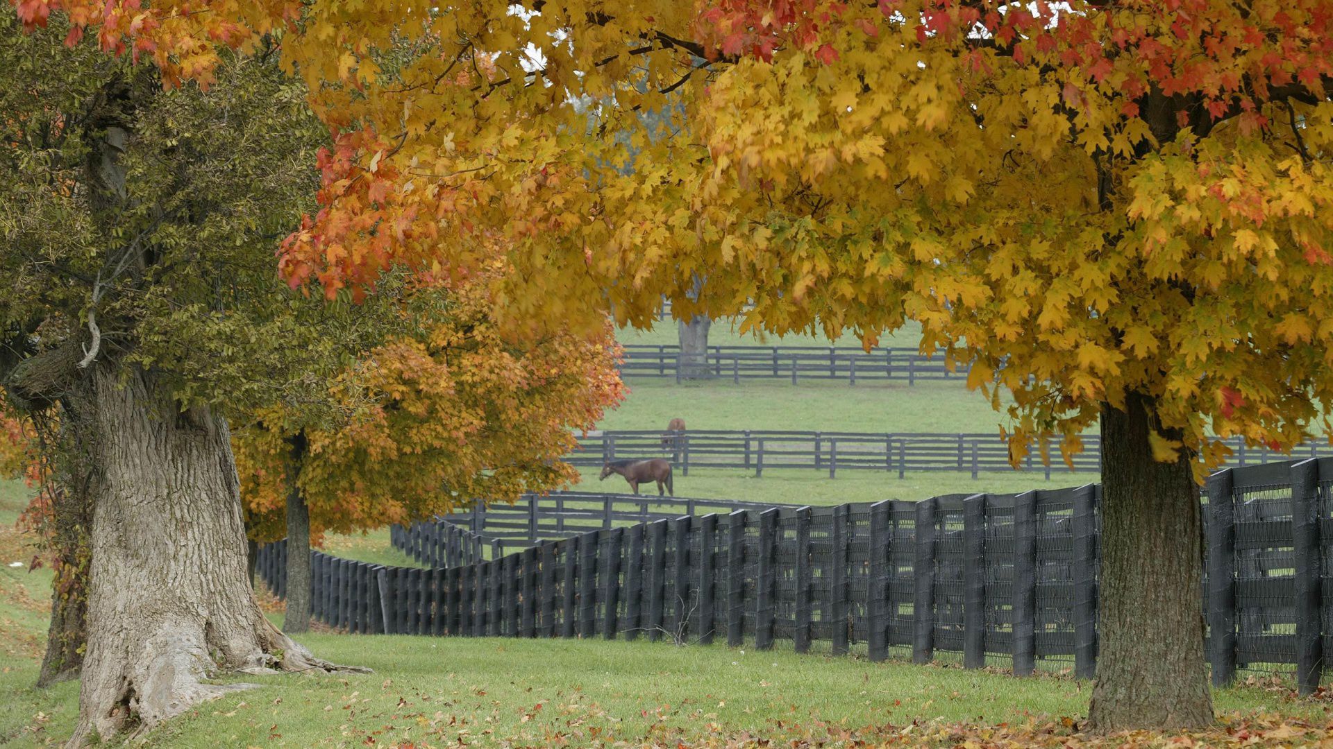 Autumn Desktop Wallpapers