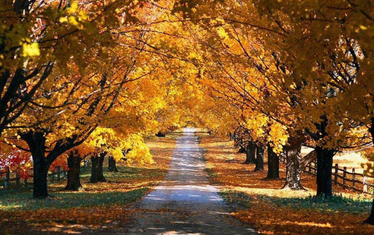 Autumn Fall Road Wallpapers