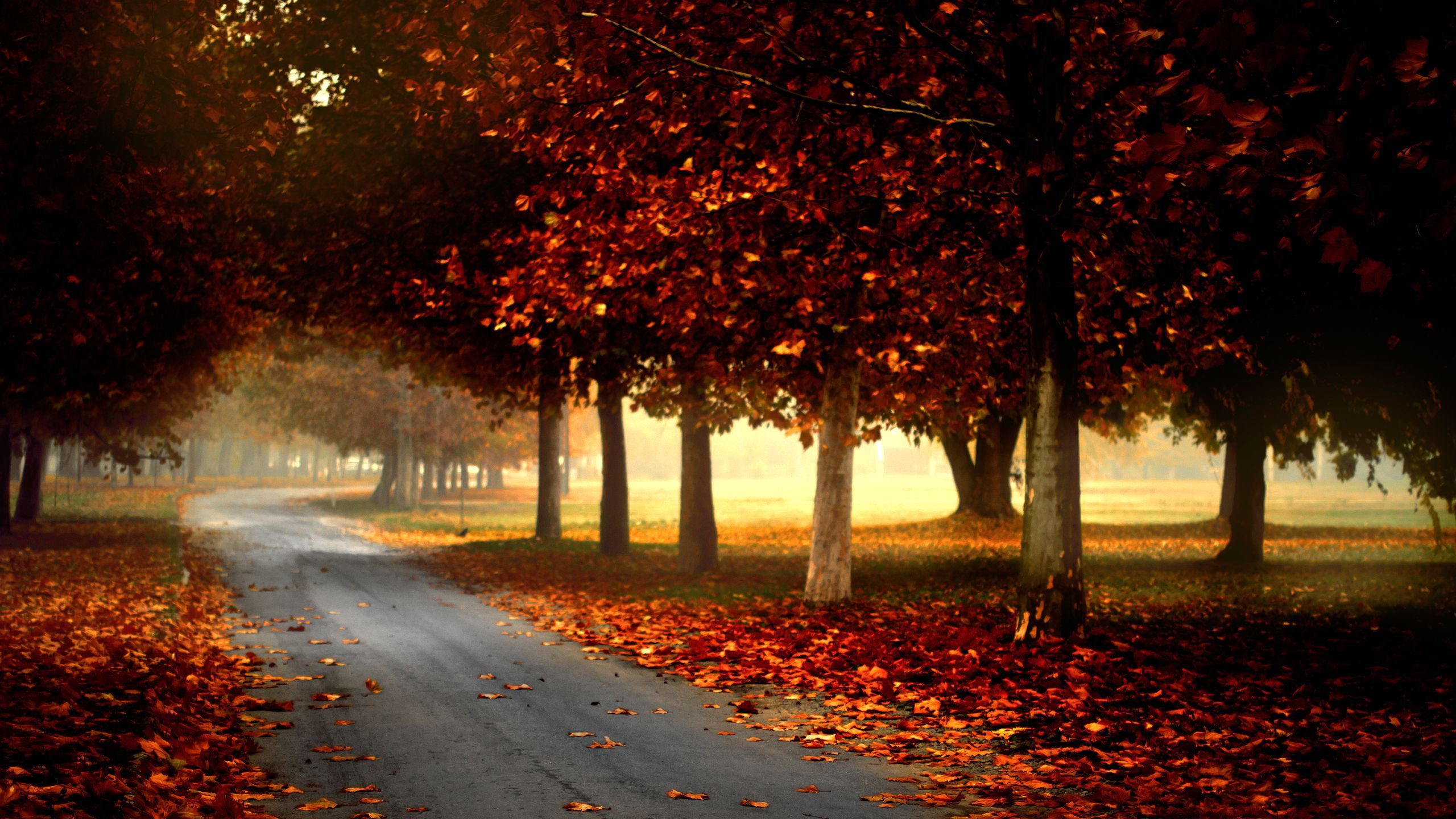 Autumn Fall Road Wallpapers