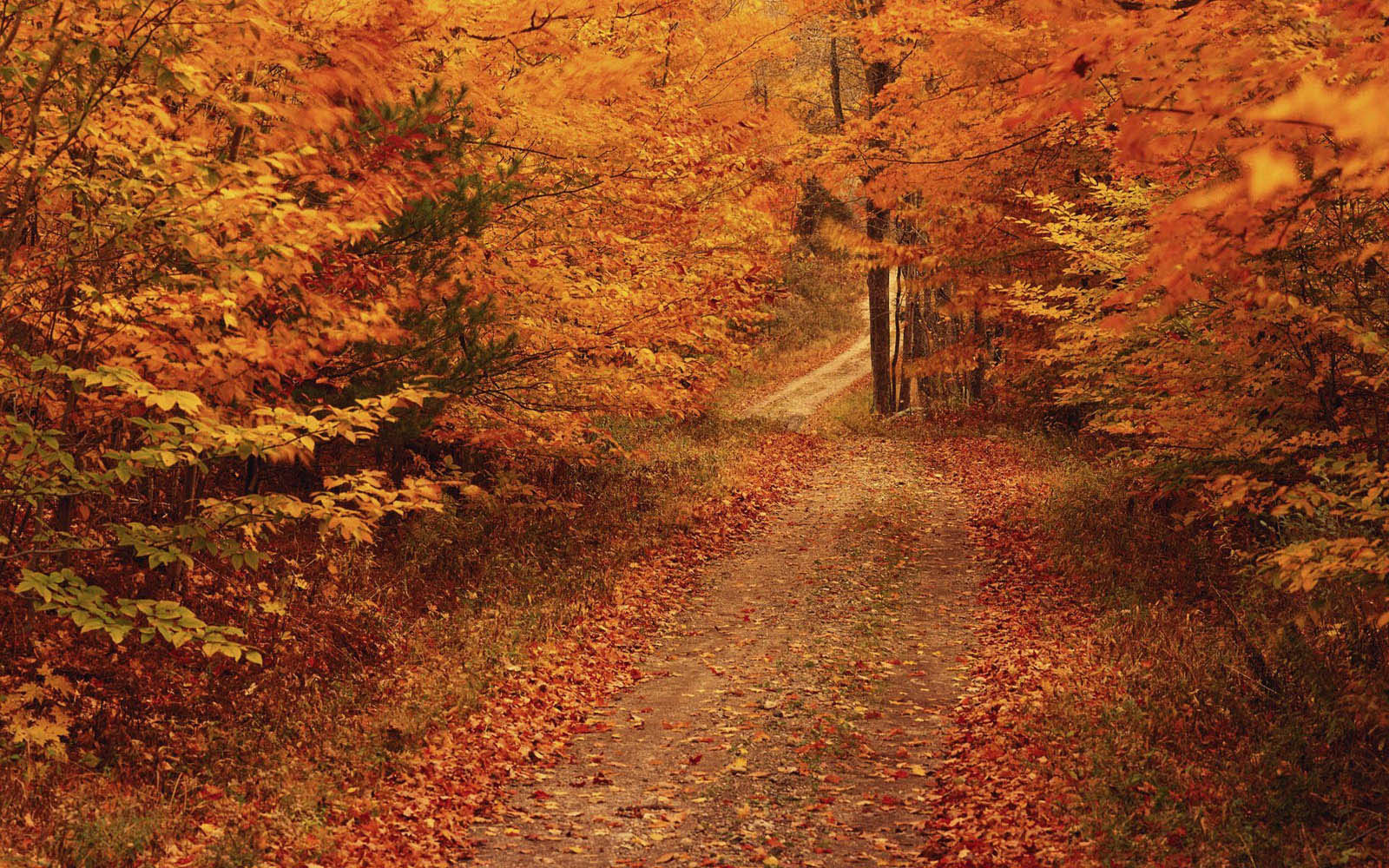 Autumn Fall Road Wallpapers