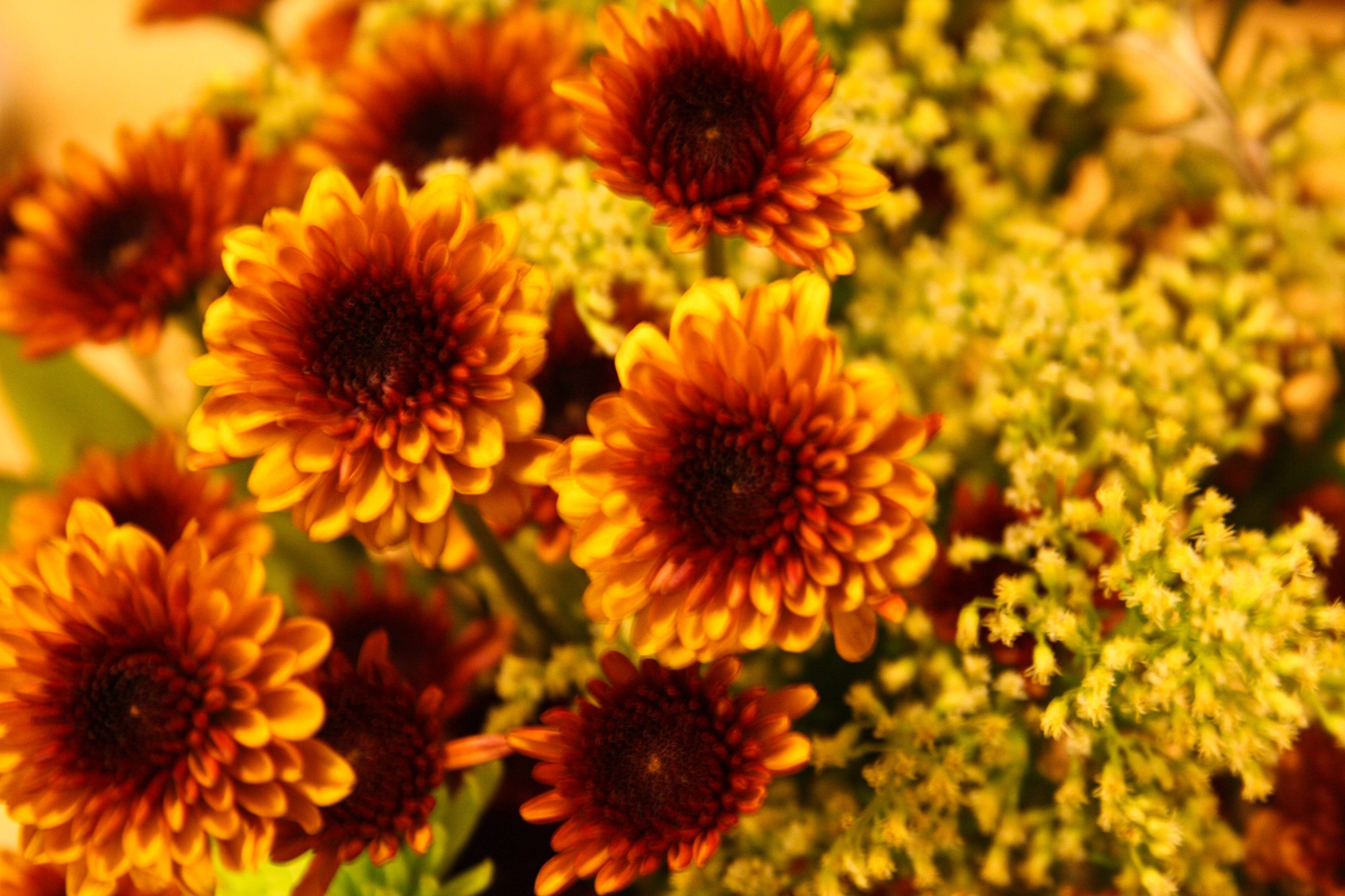 Autumn Floral Wallpapers