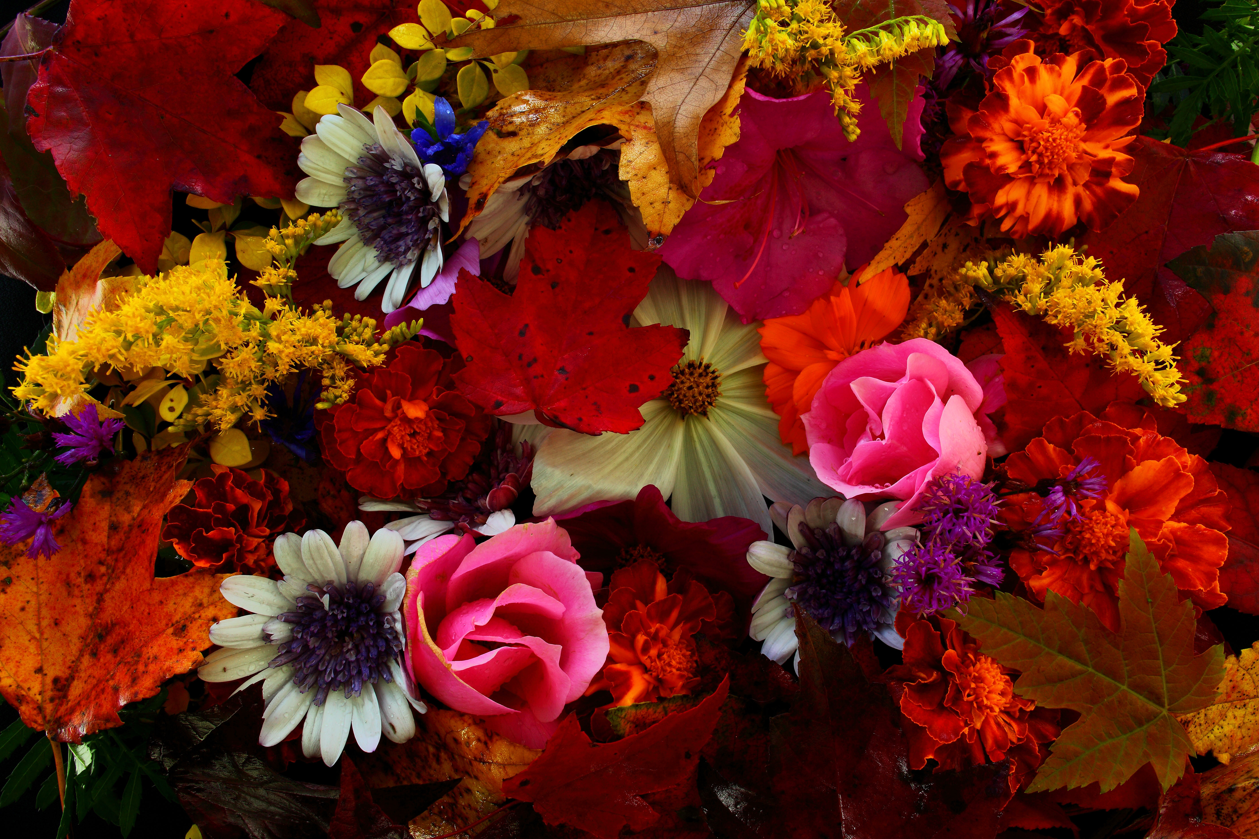 Autumn Flowers Wallpapers