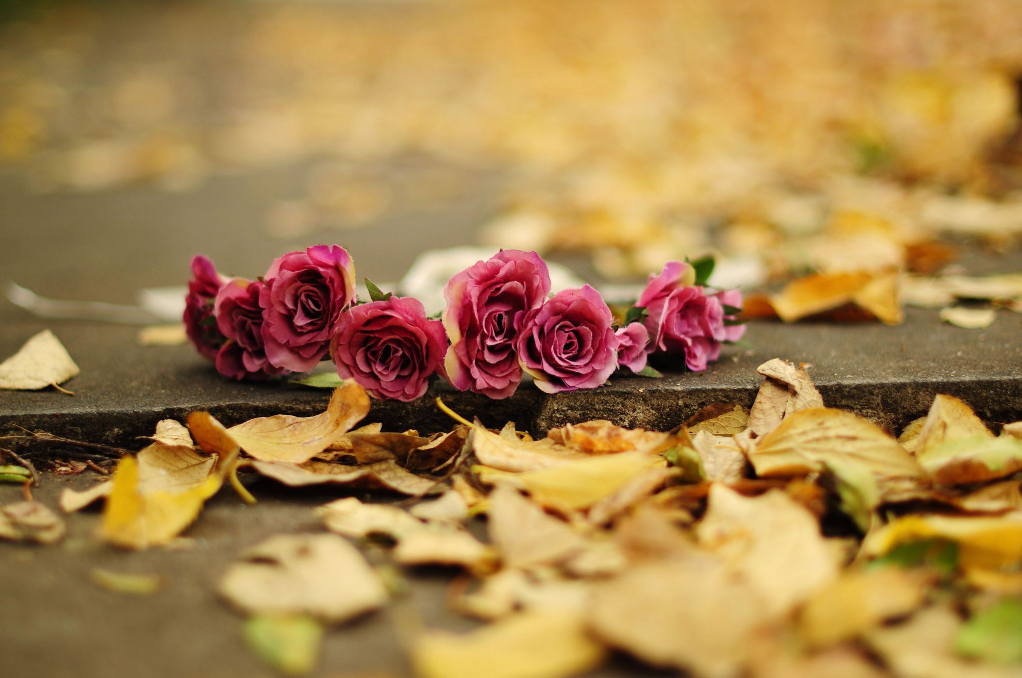 Autumn Flowers Wallpapers