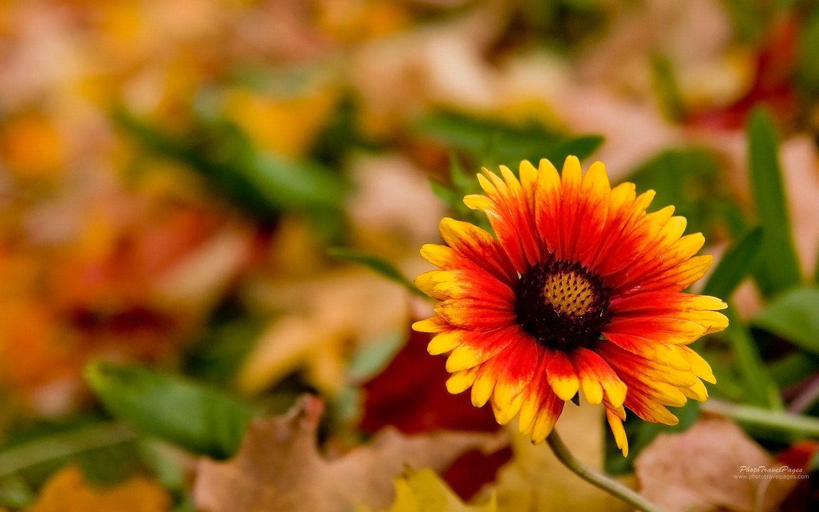 Autumn Flowers Wallpapers