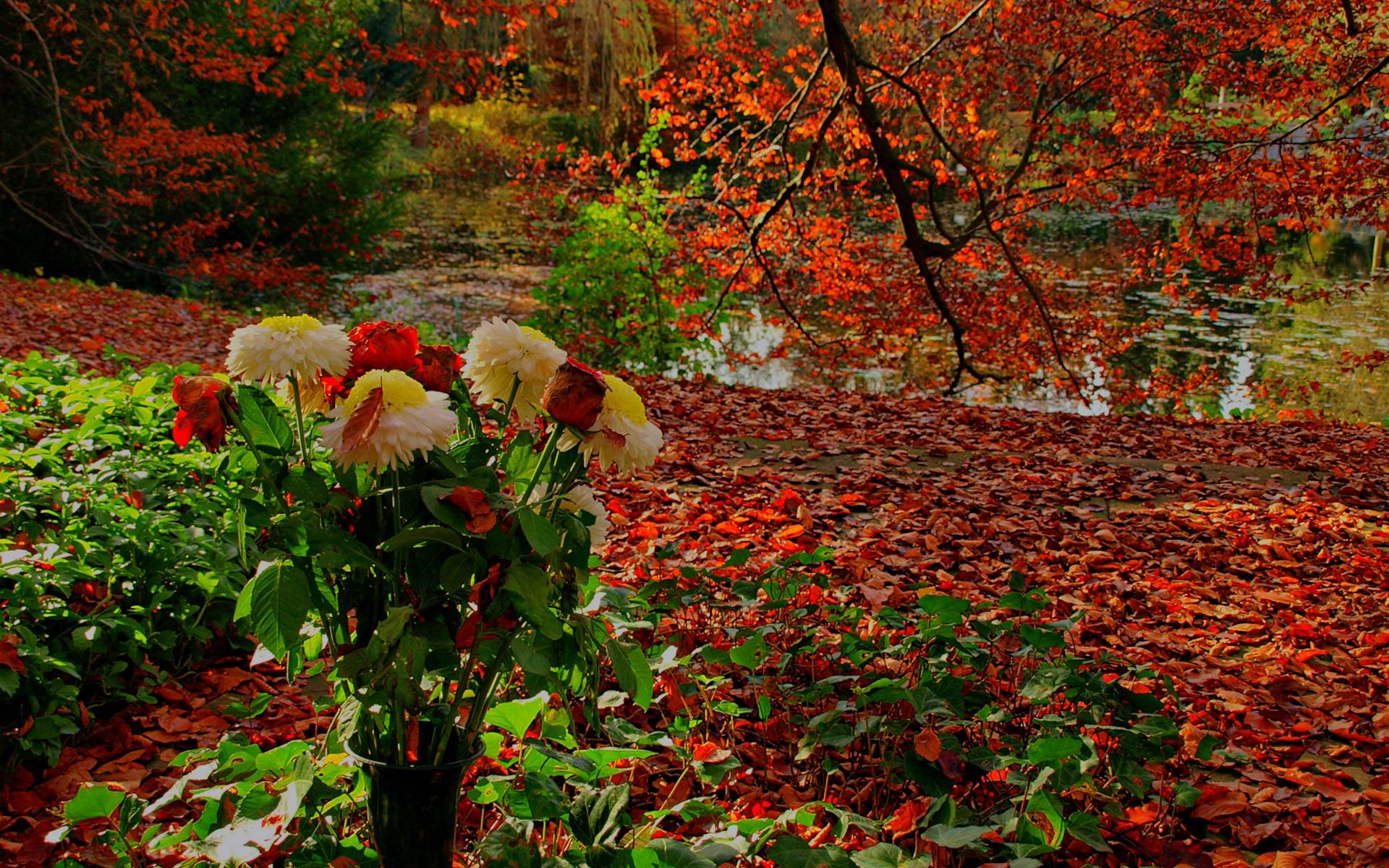 Autumn Flowers Wallpapers