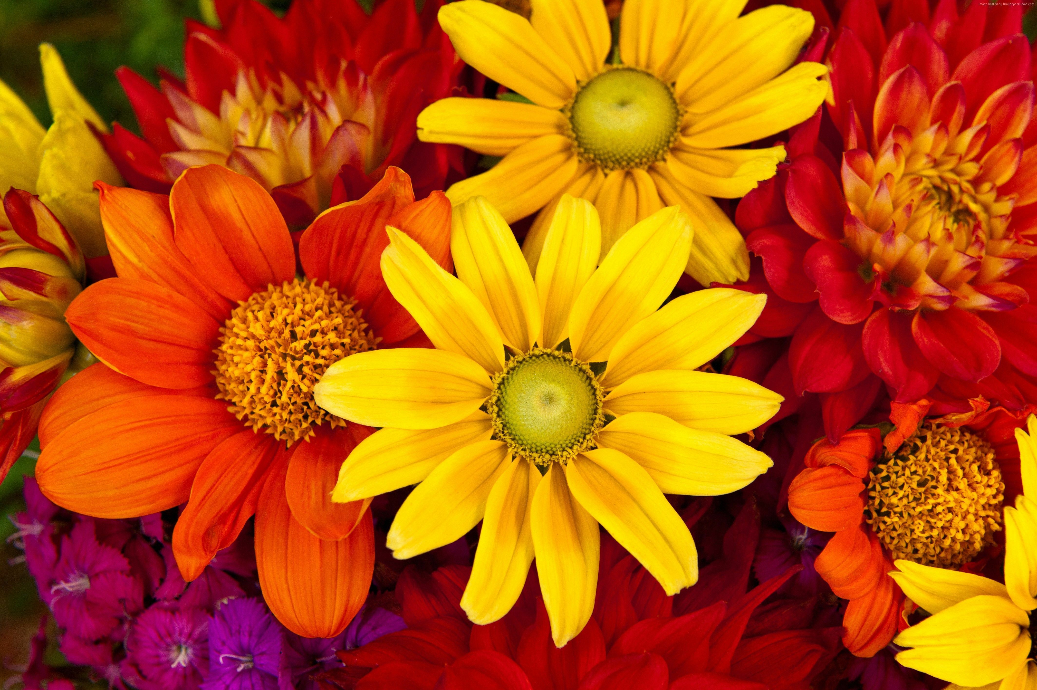 Autumn Flowers Wallpapers