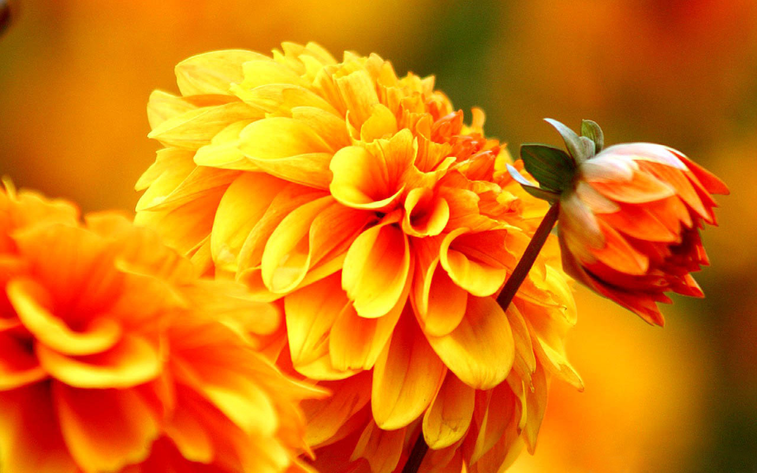 Autumn Flowers Wallpapers