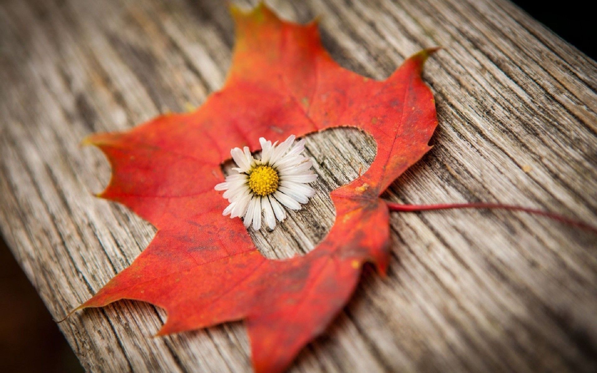 Autumn Flowers Wallpapers