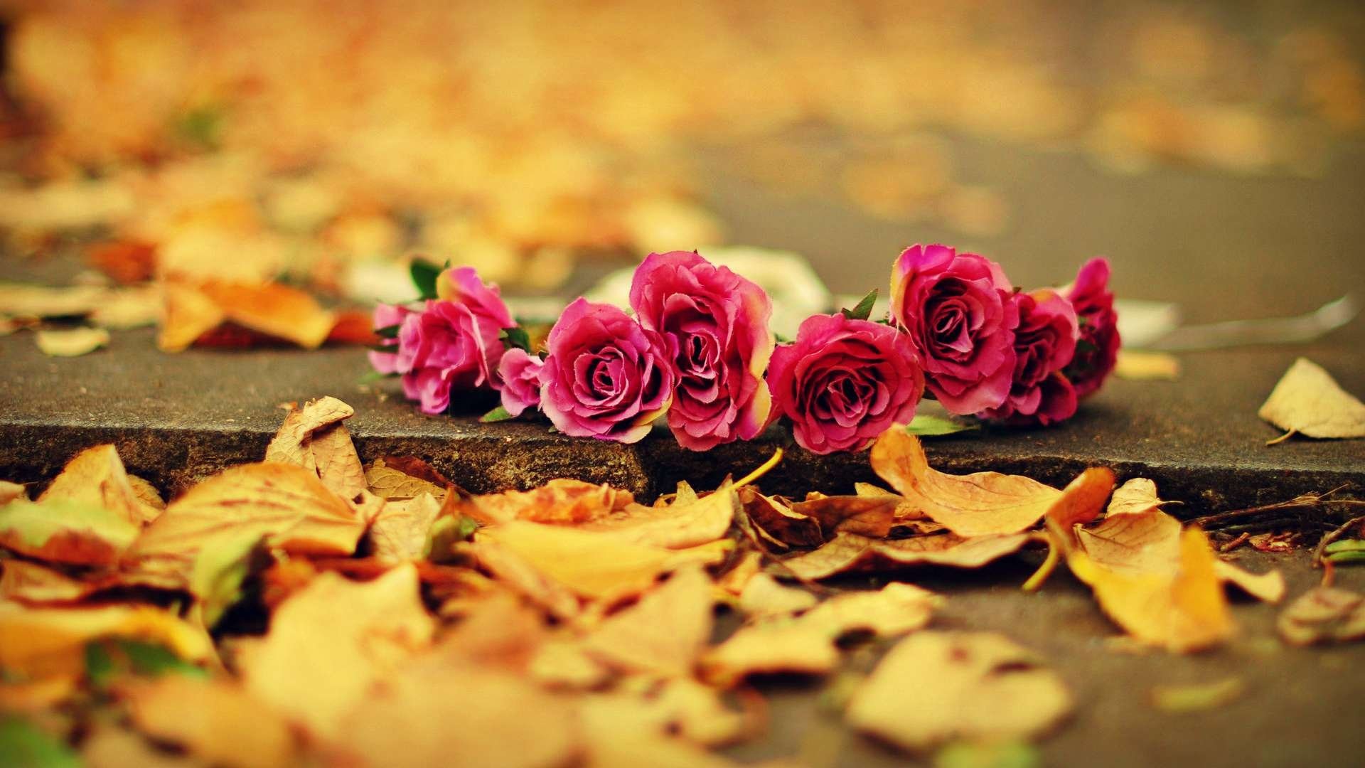 Autumn Flowers Wallpapers