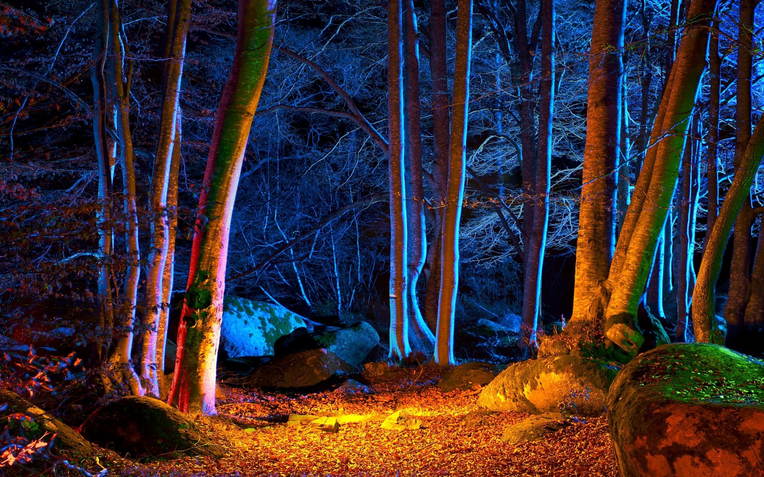 Autumn Forest At Night Wallpapers