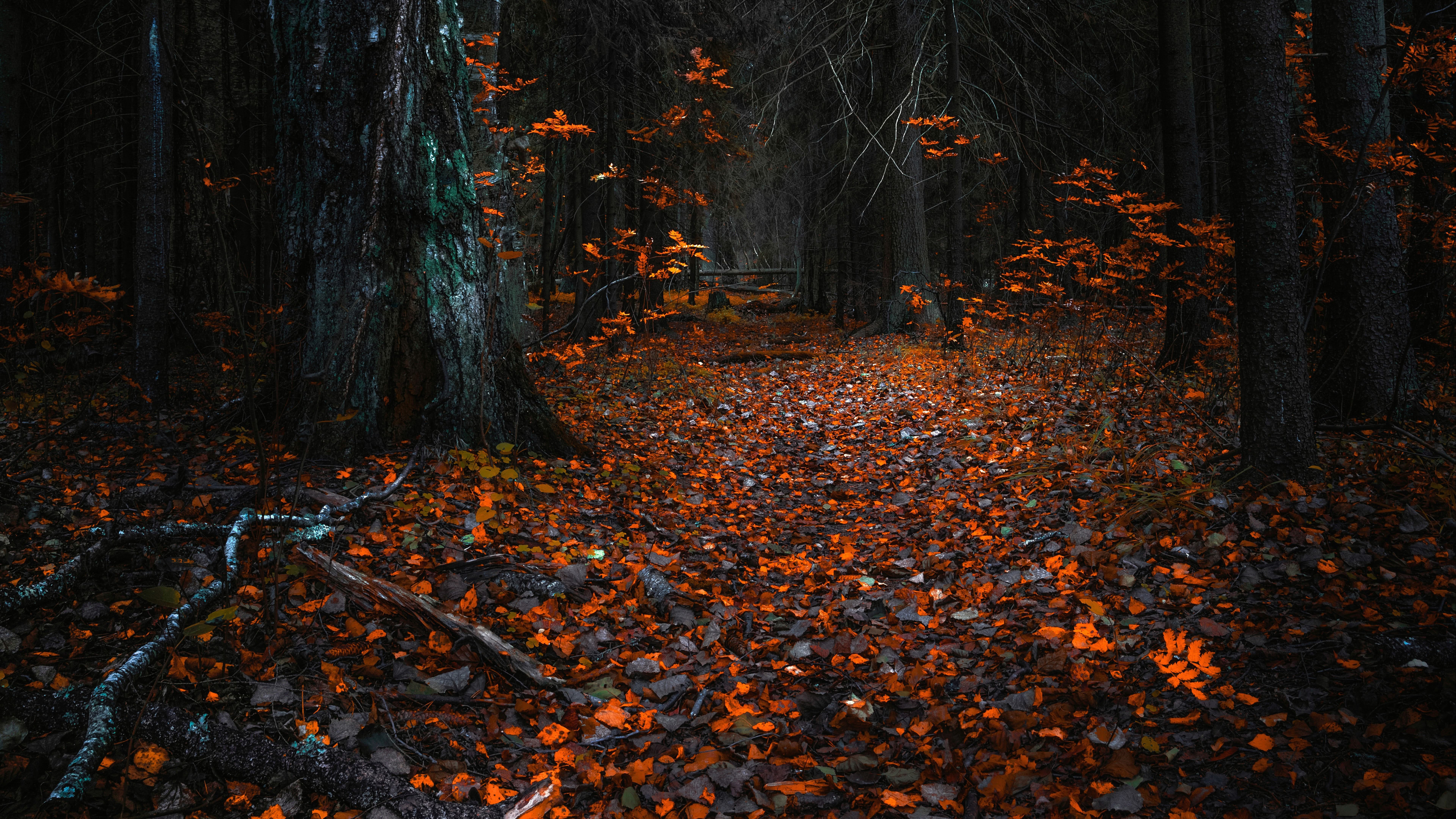 Autumn Forest At Night Wallpapers