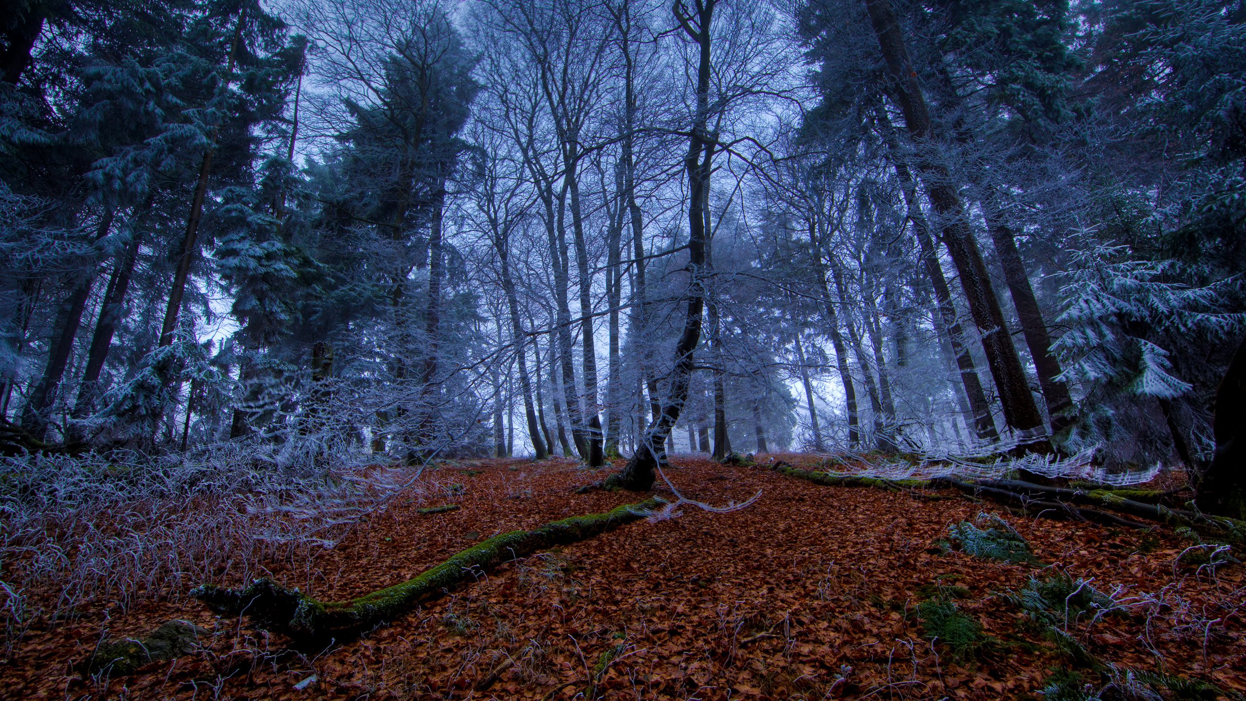 Autumn Forest At Night Wallpapers