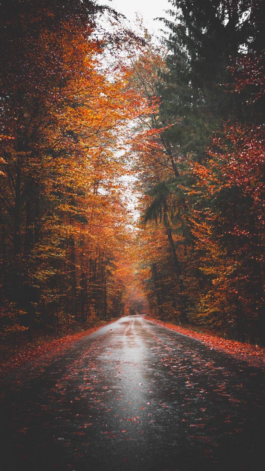 Autumn Forest Iphone Wallpapers