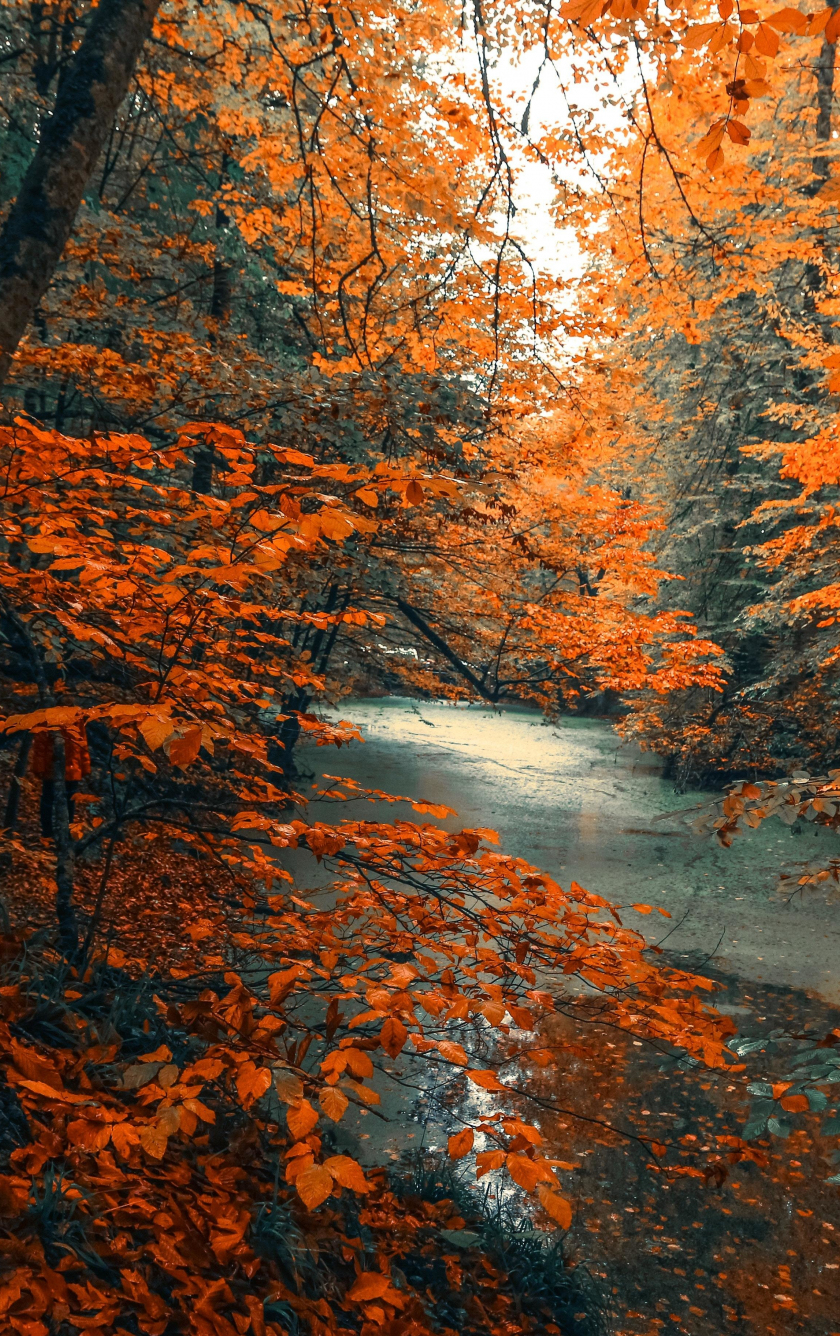 Autumn Forest Iphone Wallpapers