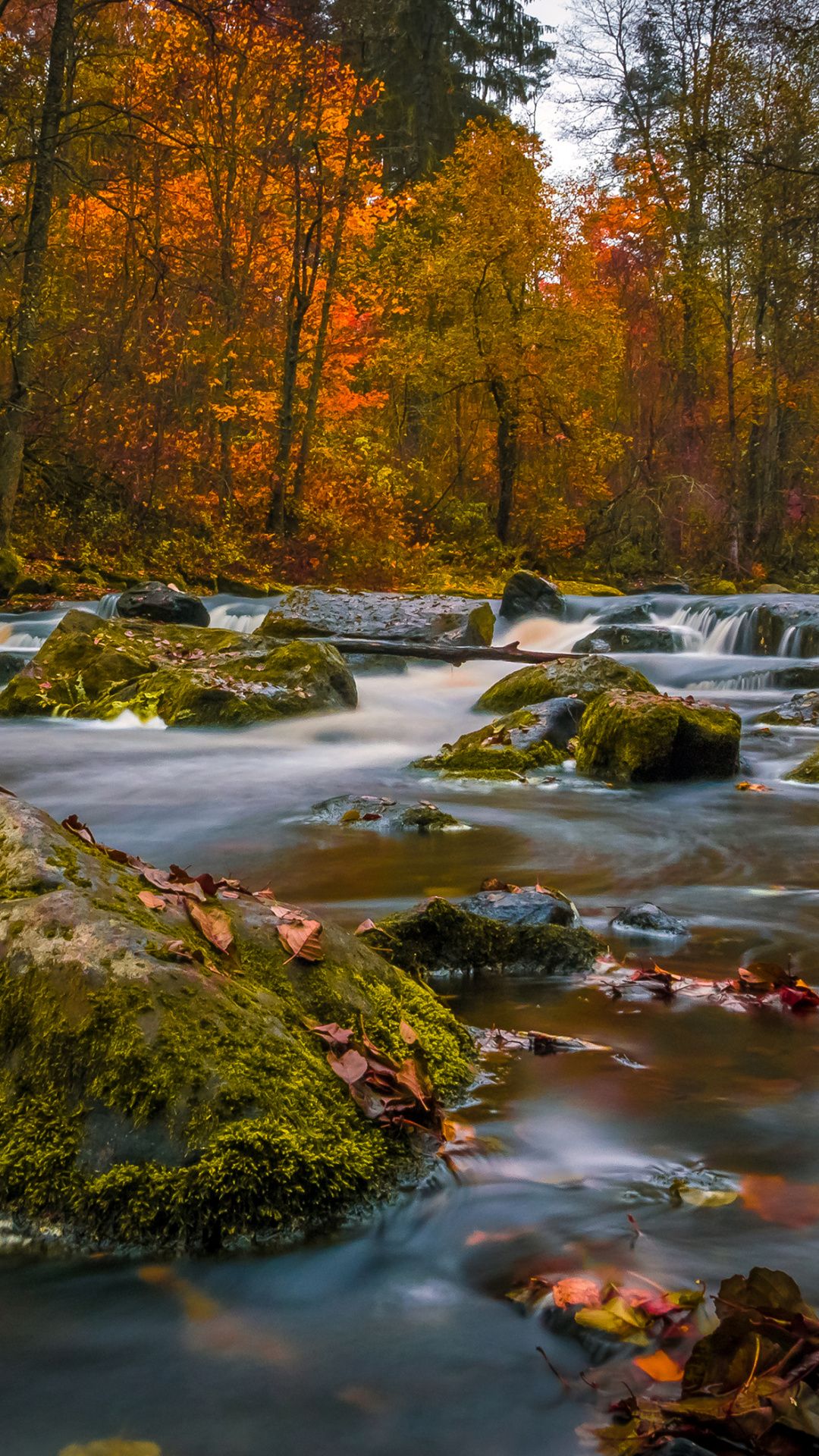 Autumn Forest Iphone Wallpapers