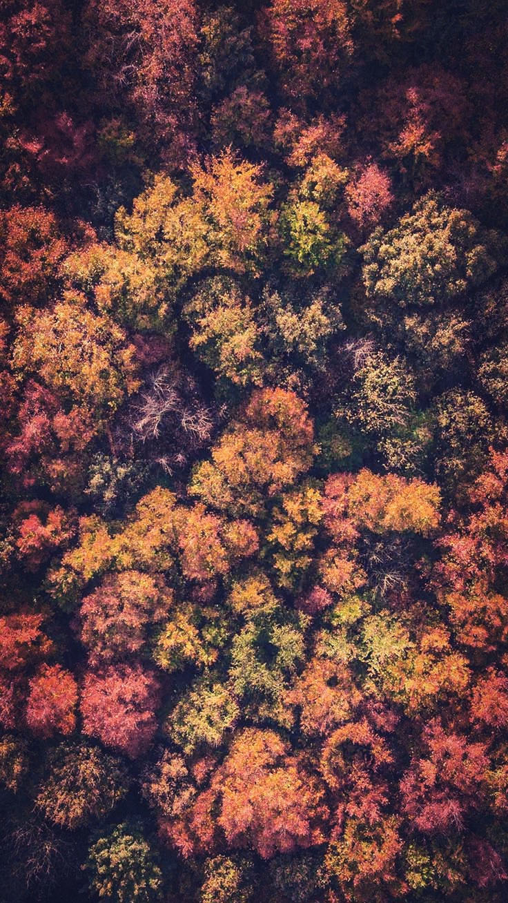 Autumn Forest Iphone Wallpapers