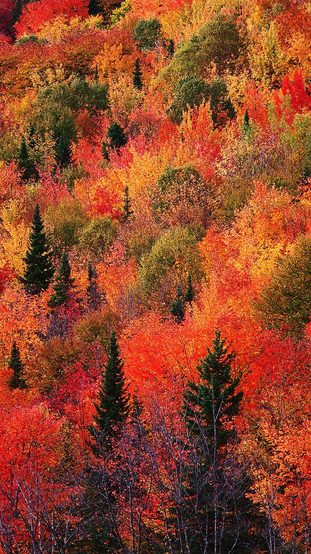 Autumn Forest Iphone Wallpapers