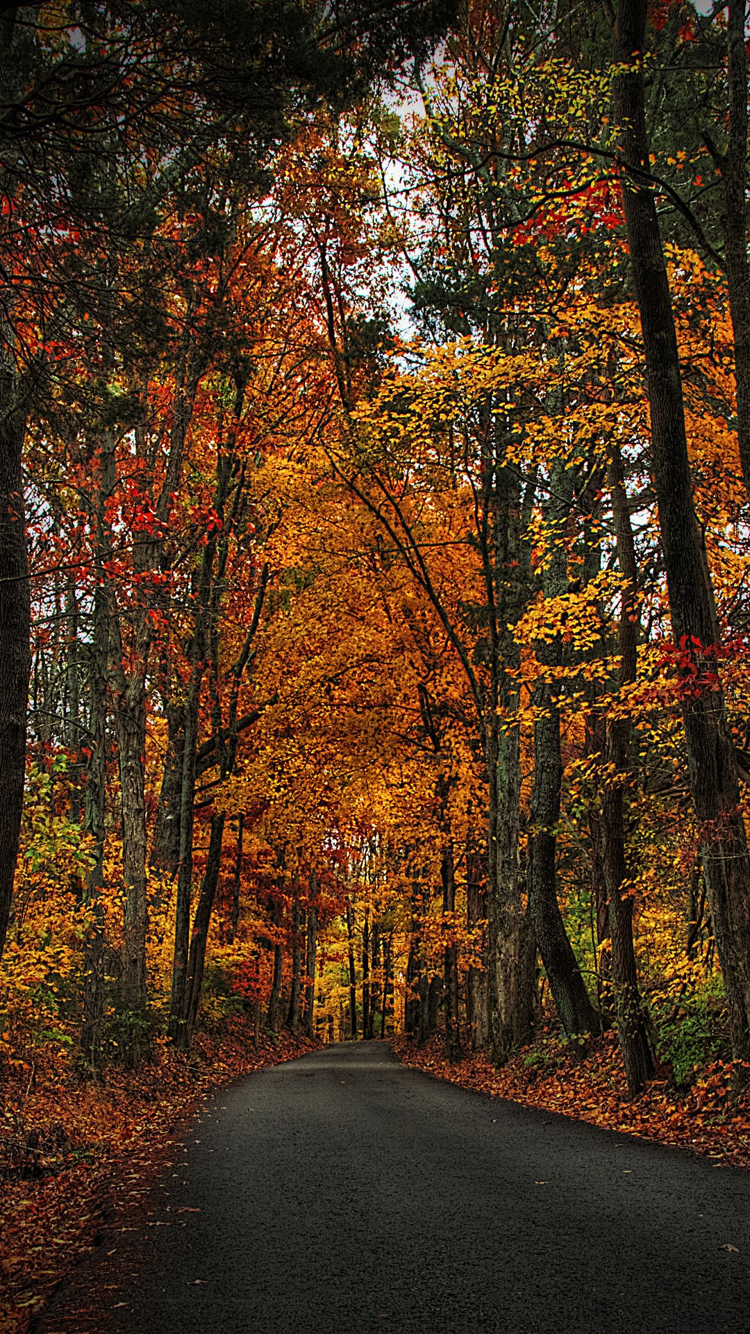 Autumn Forest Iphone Wallpapers