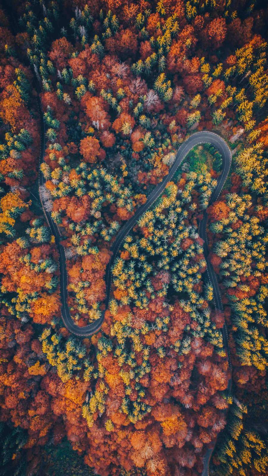 Autumn Forest Iphone Wallpapers