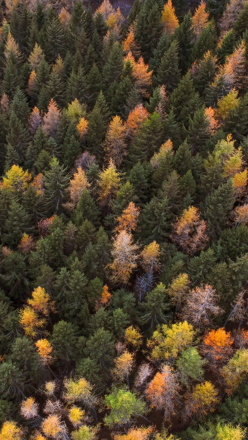 Autumn Forest Iphone Wallpapers