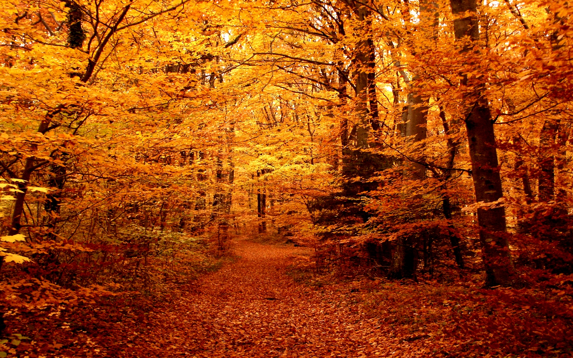 Autumn Forest Path Hd Wallpapers