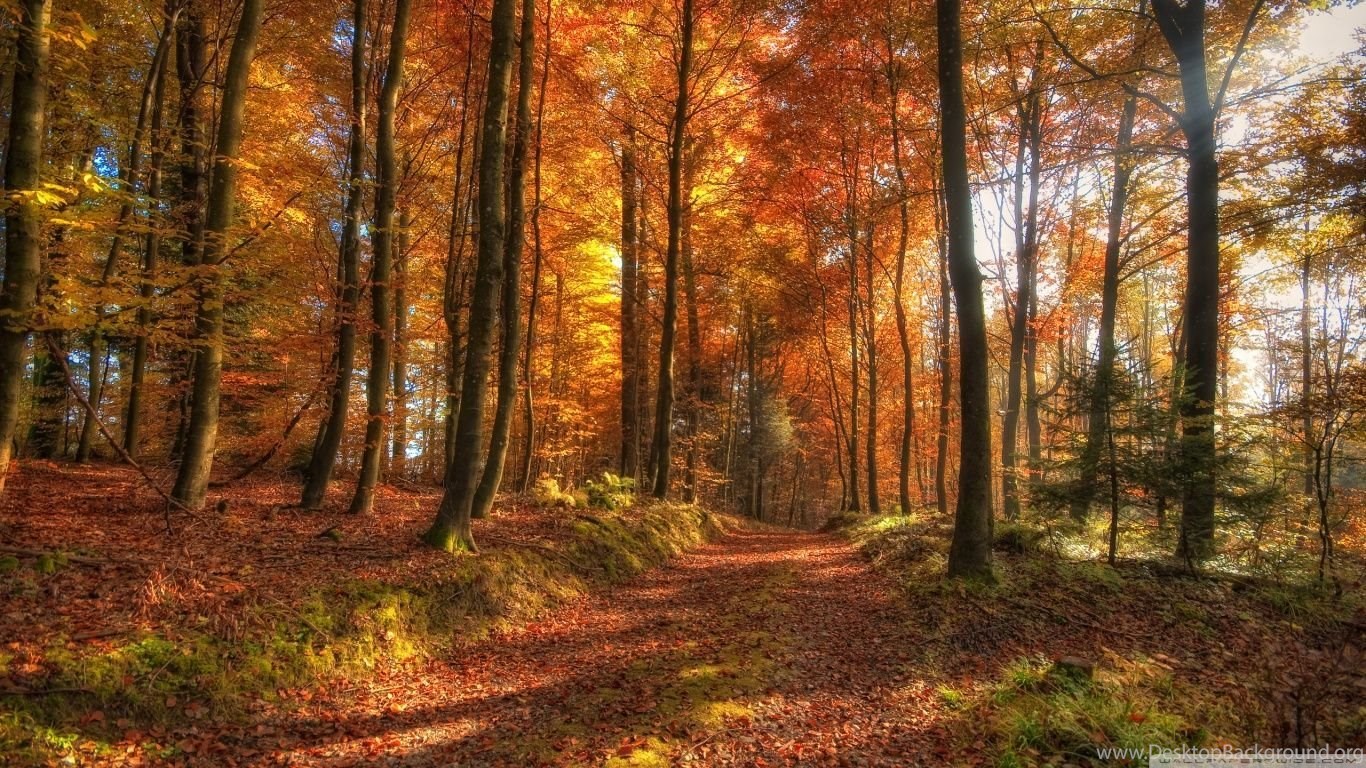 Autumn Forest Path Hd Wallpapers