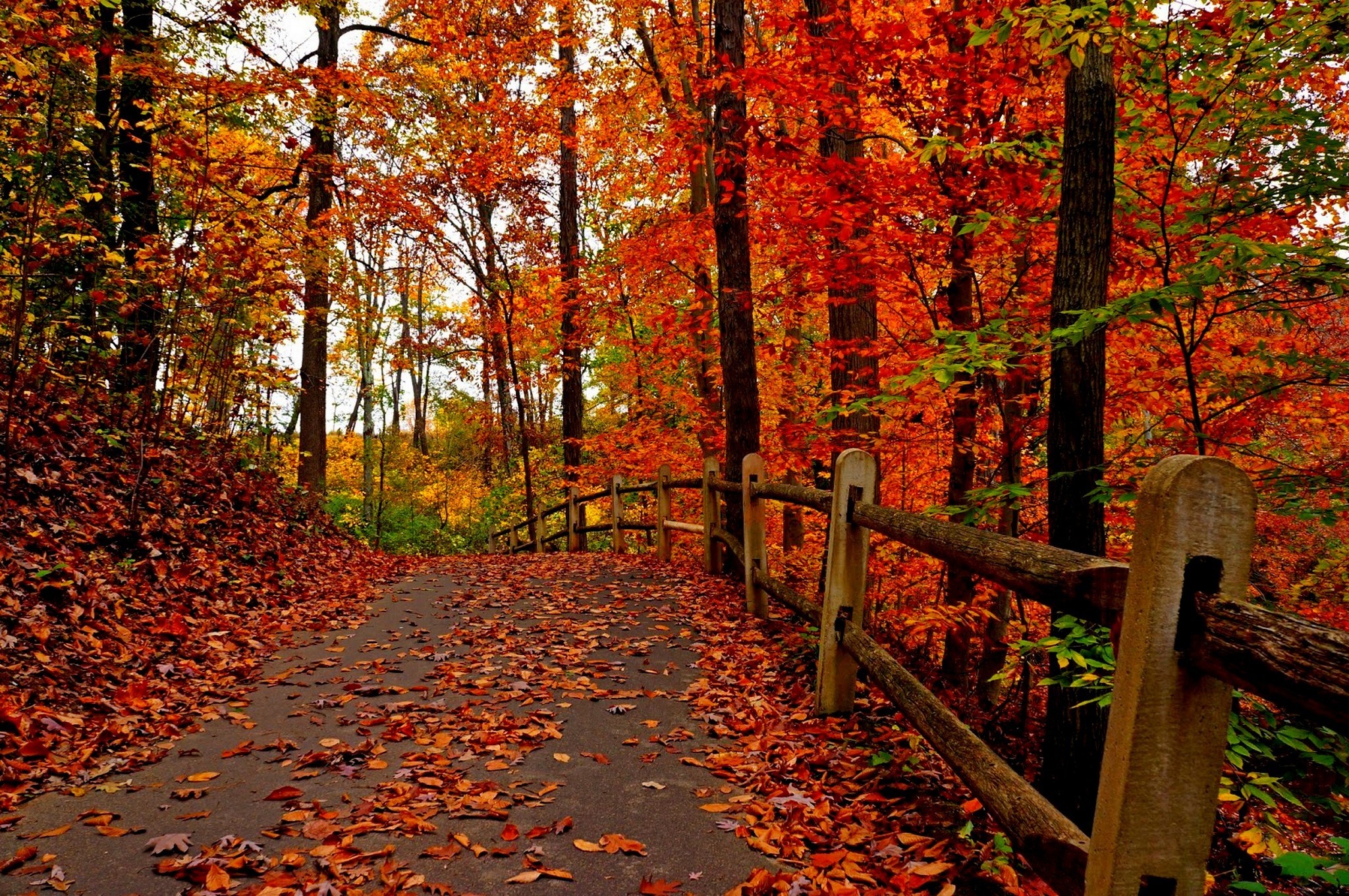 Autumn Forest Path Hd Wallpapers