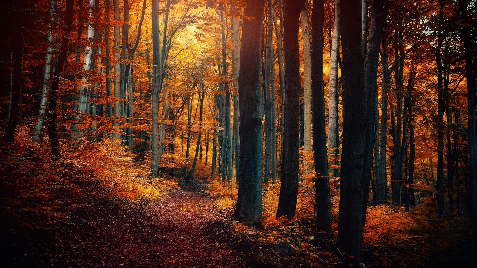 Autumn Forest Path Hd Wallpapers