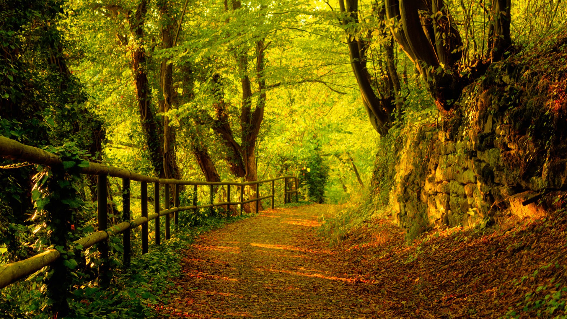 Autumn Forest Path Hd Wallpapers