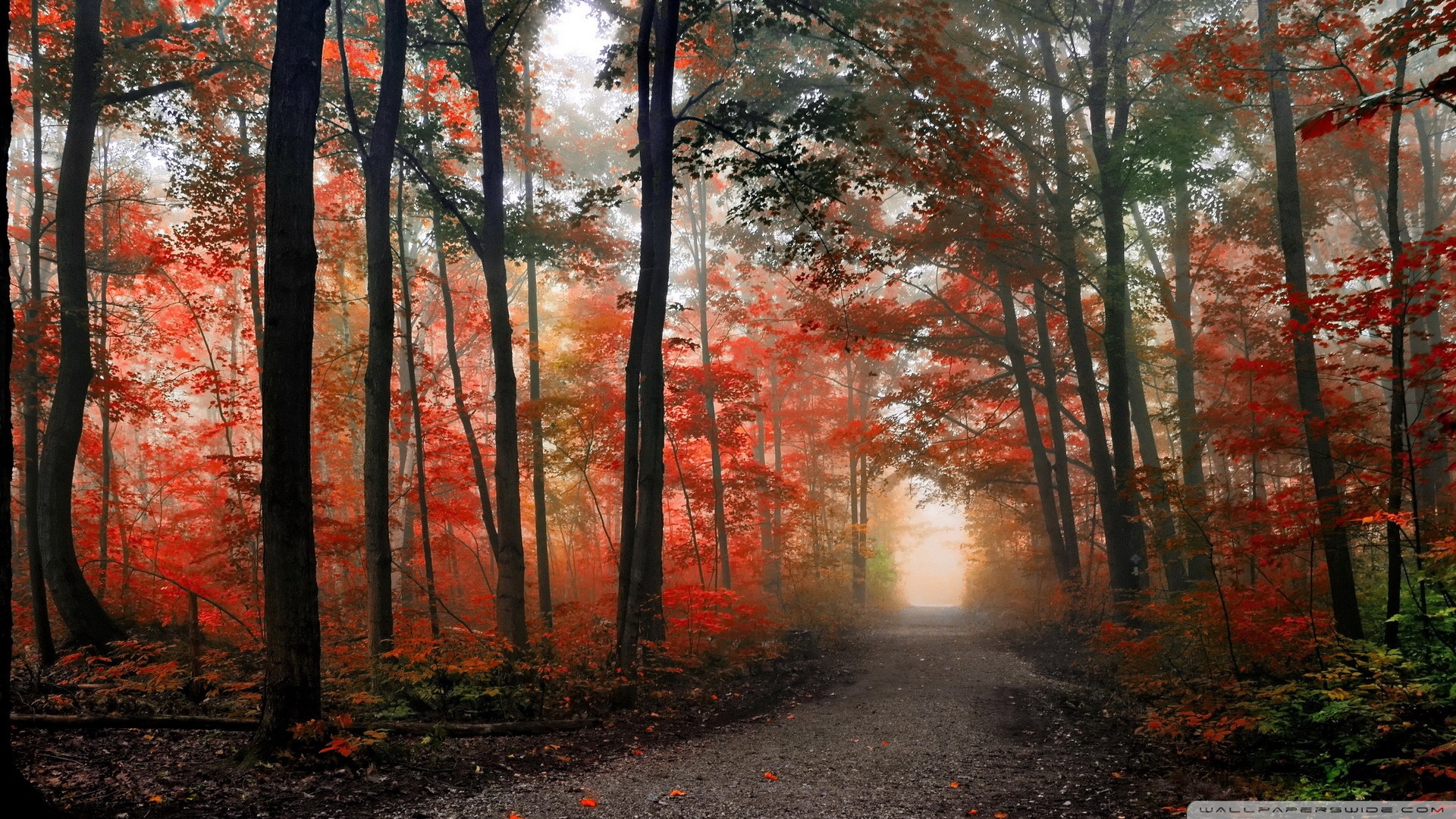 Autumn Forest Path Hd Wallpapers