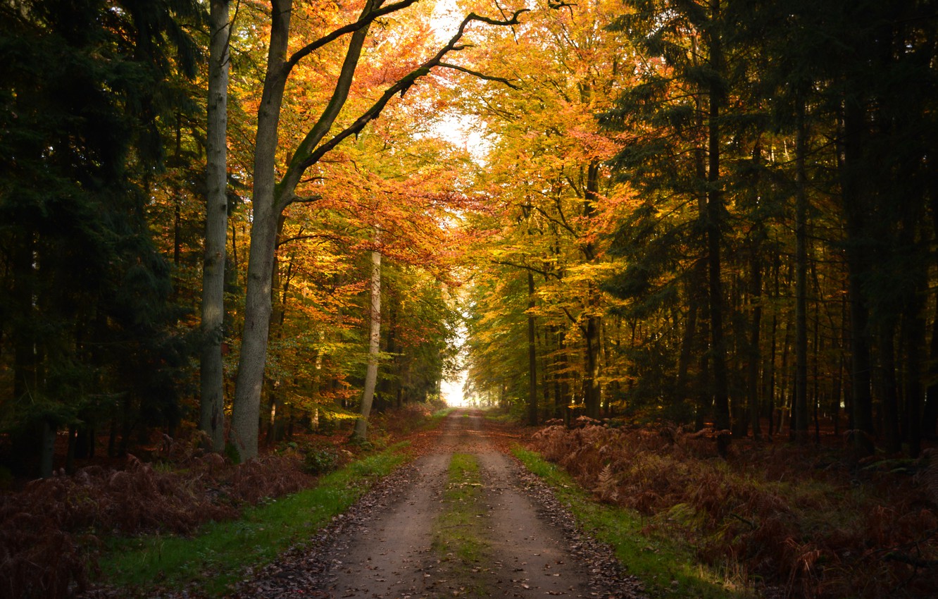 Autumn Forest Path Hd Wallpapers