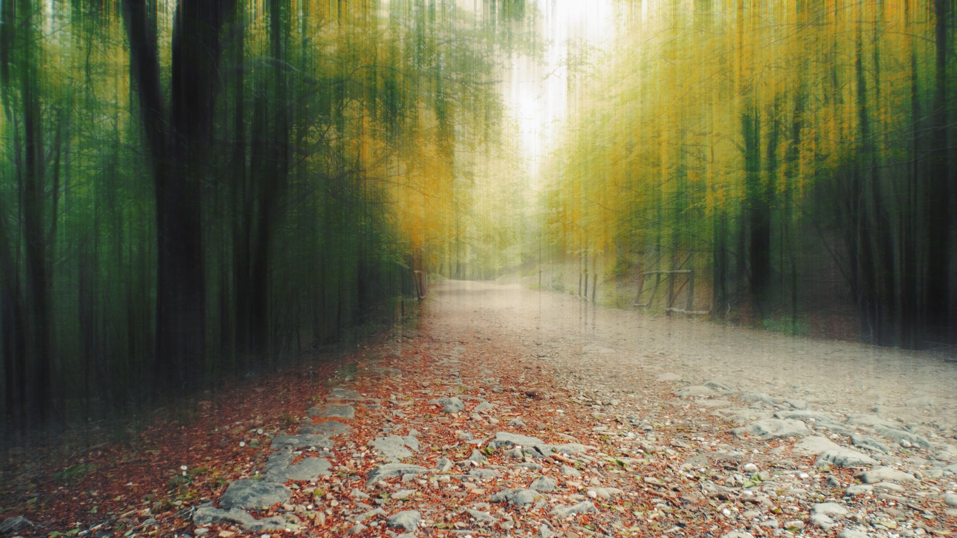 Autumn Forest Path Hd Wallpapers