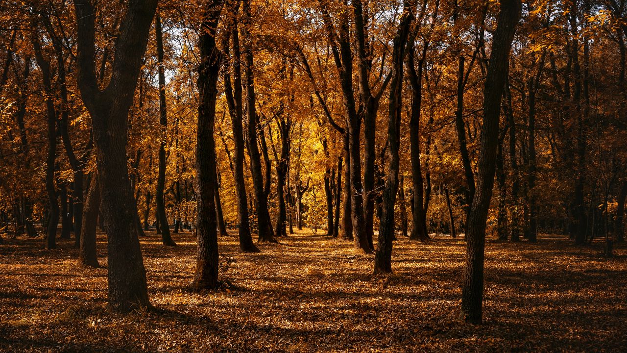 Autumn Forest Path Hd Wallpapers