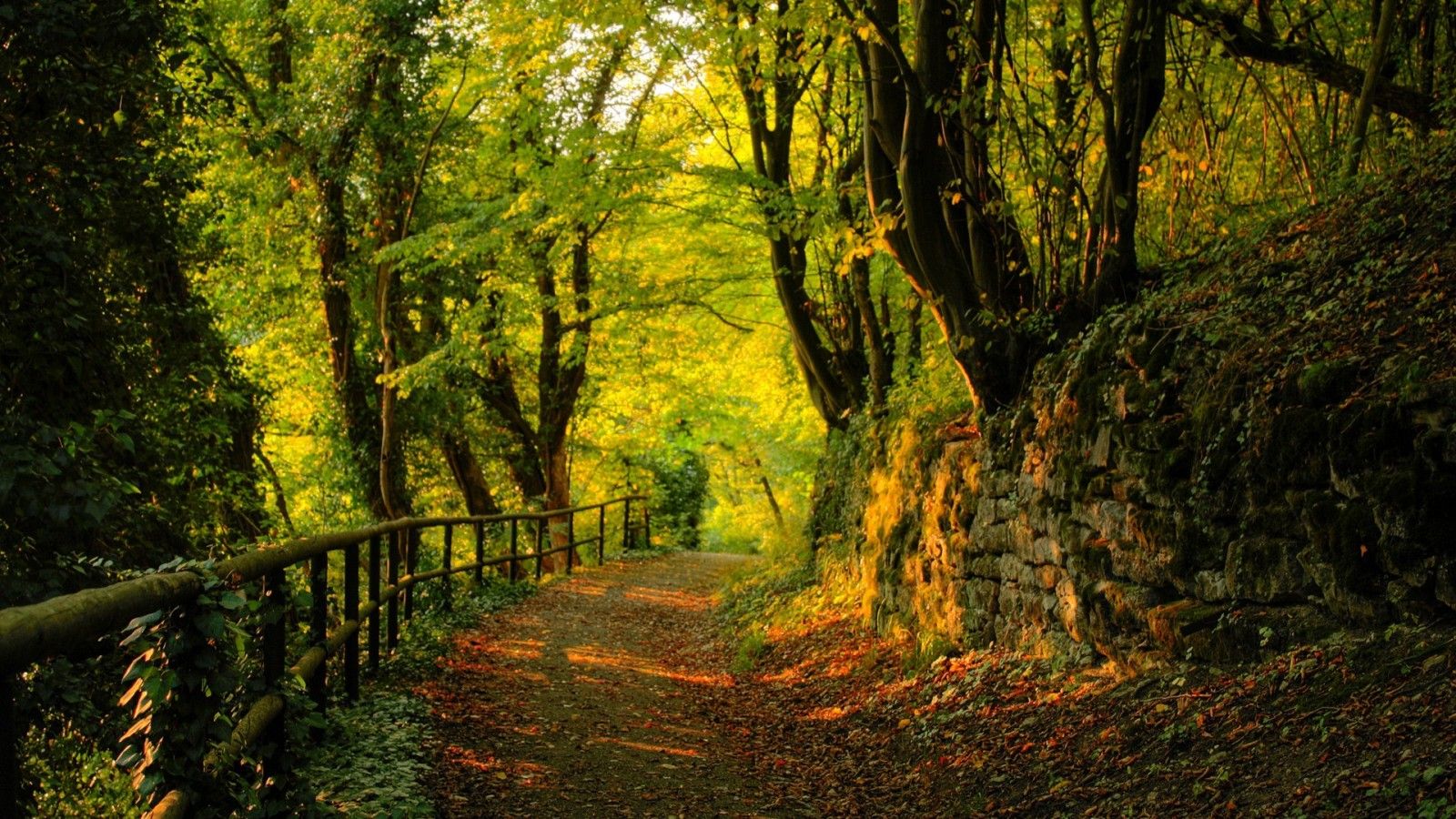 Autumn Forest Path Hd Wallpapers