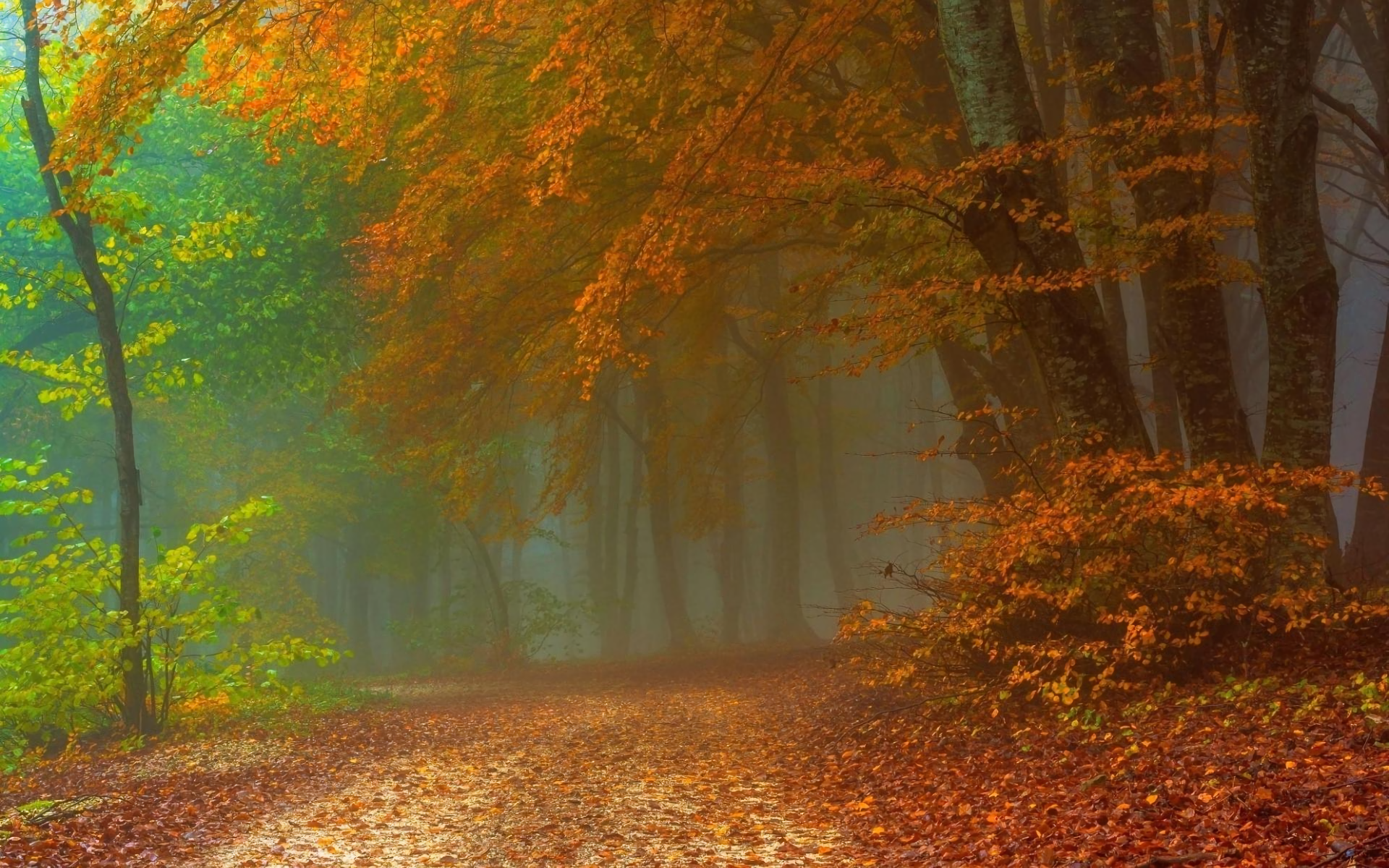 Autumn Forest Path Hd Wallpapers