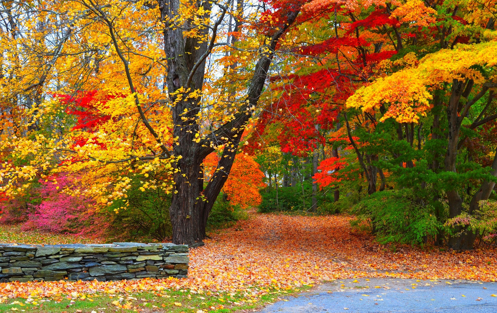 Autumn Forest Path Hd Wallpapers