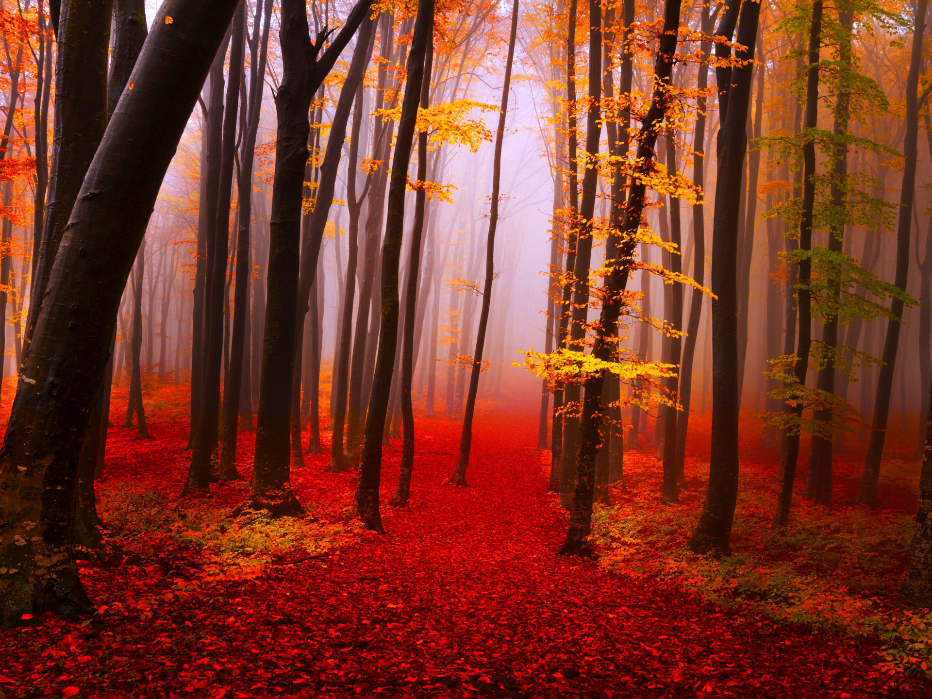 Autumn Forest Path Hd Wallpapers