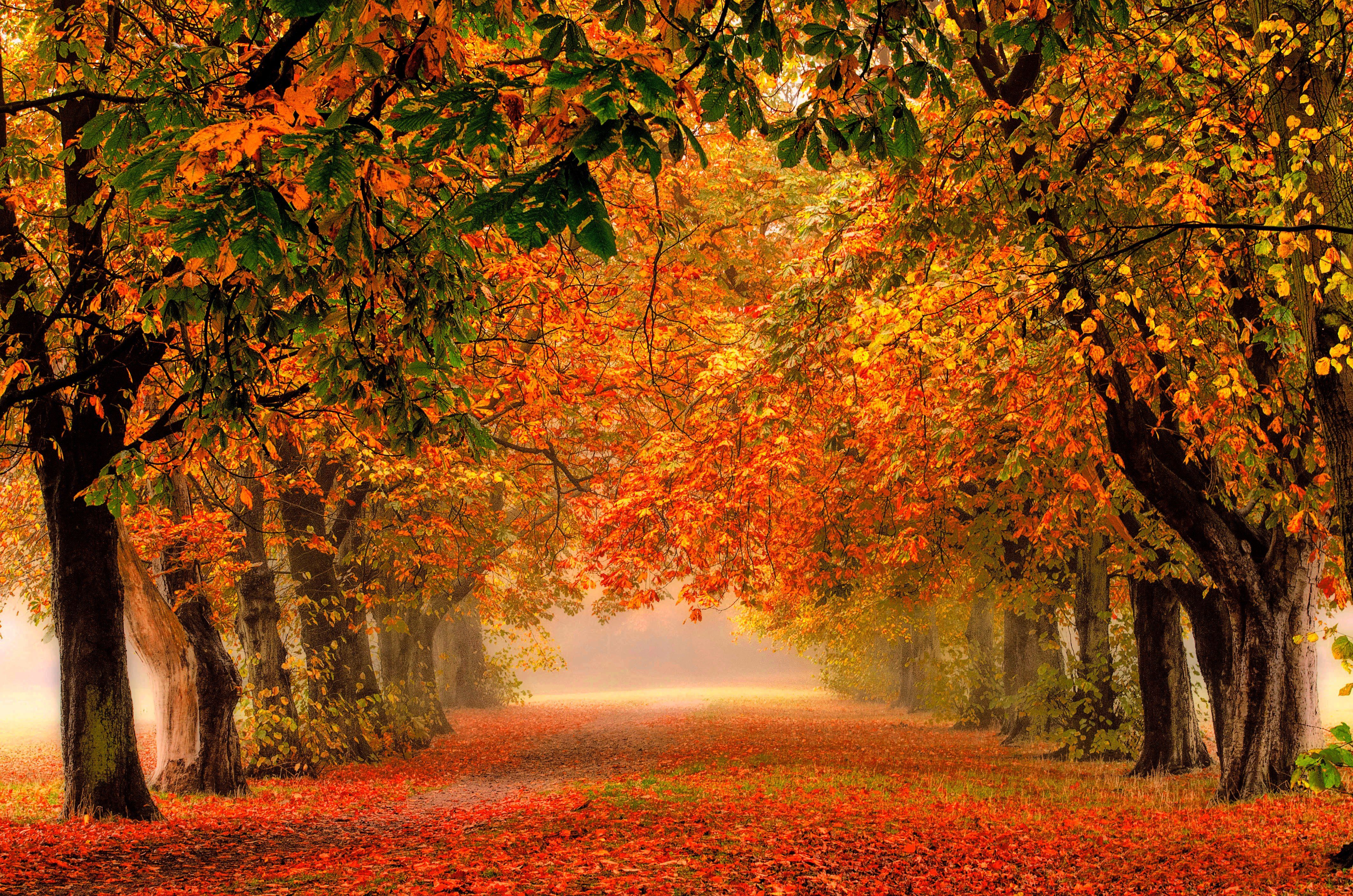 Autumn Forest Path Hd Wallpapers