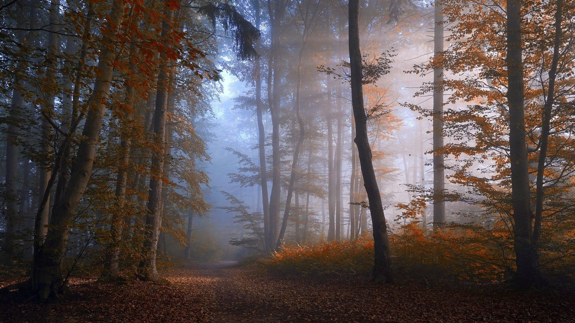 Autumn Forest Path Hd Wallpapers