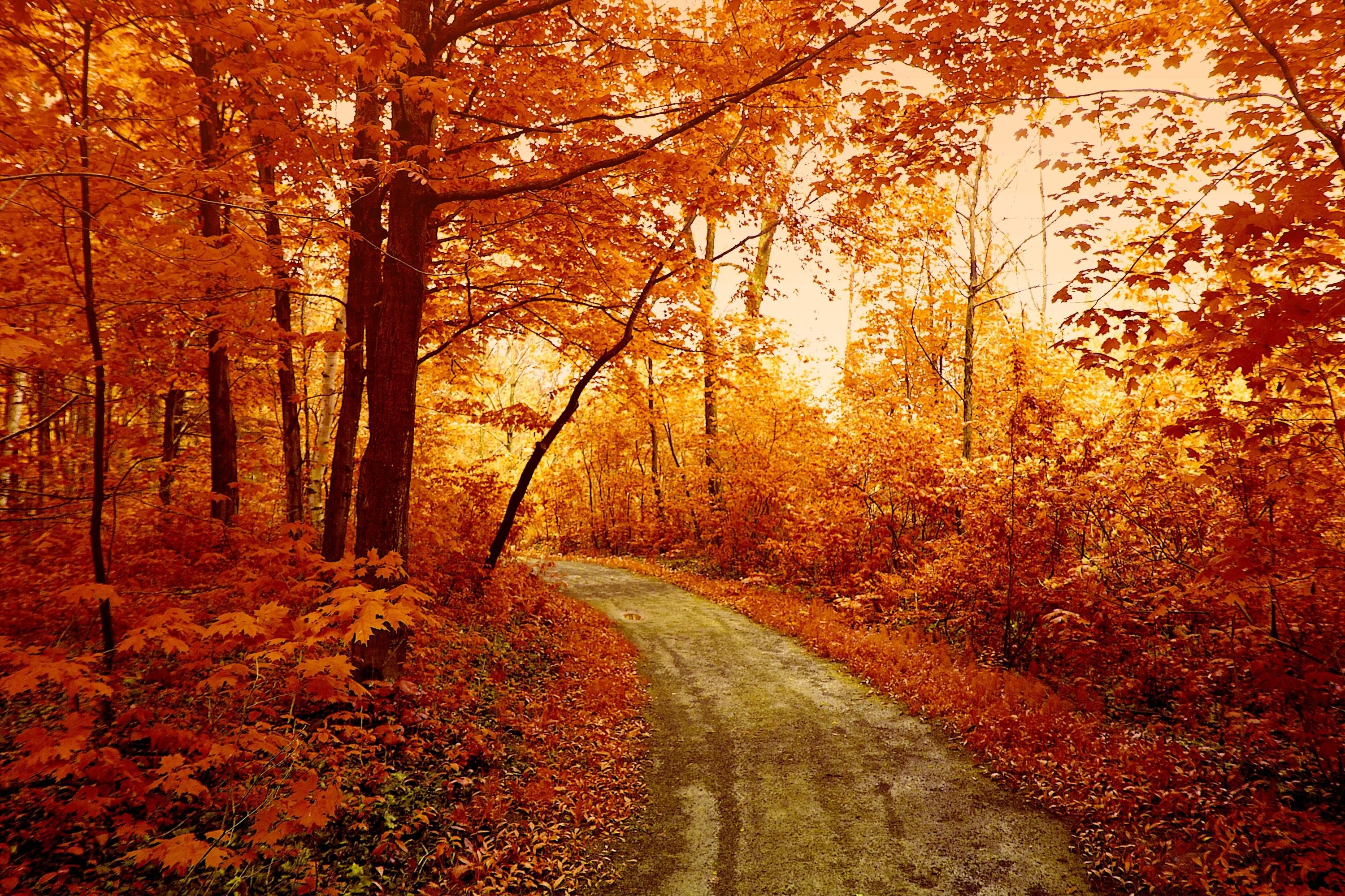 Autumn Forest Wallpapers