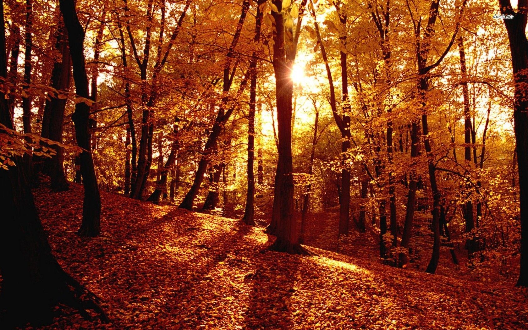 Autumn Forest Wallpapers